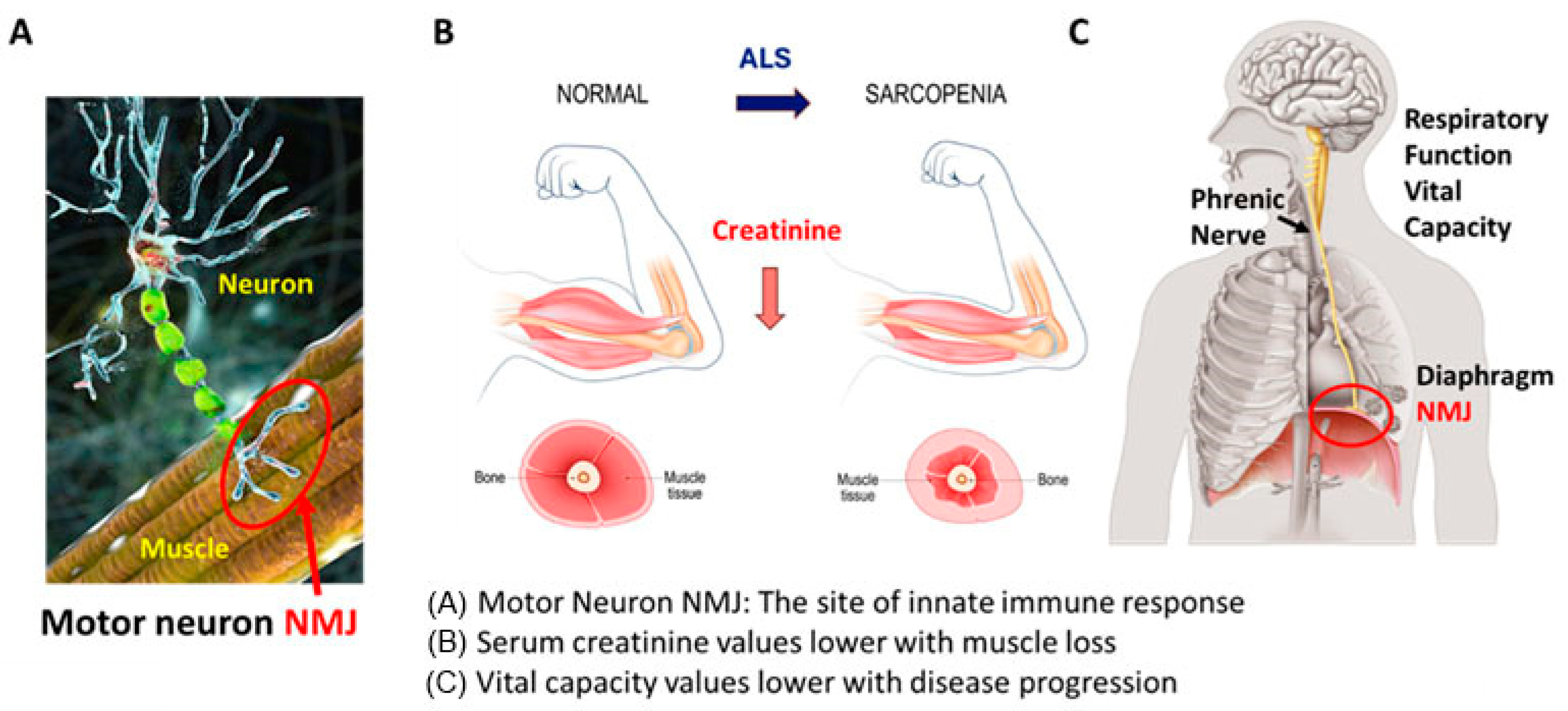 Biomedicines 12 02362 g001