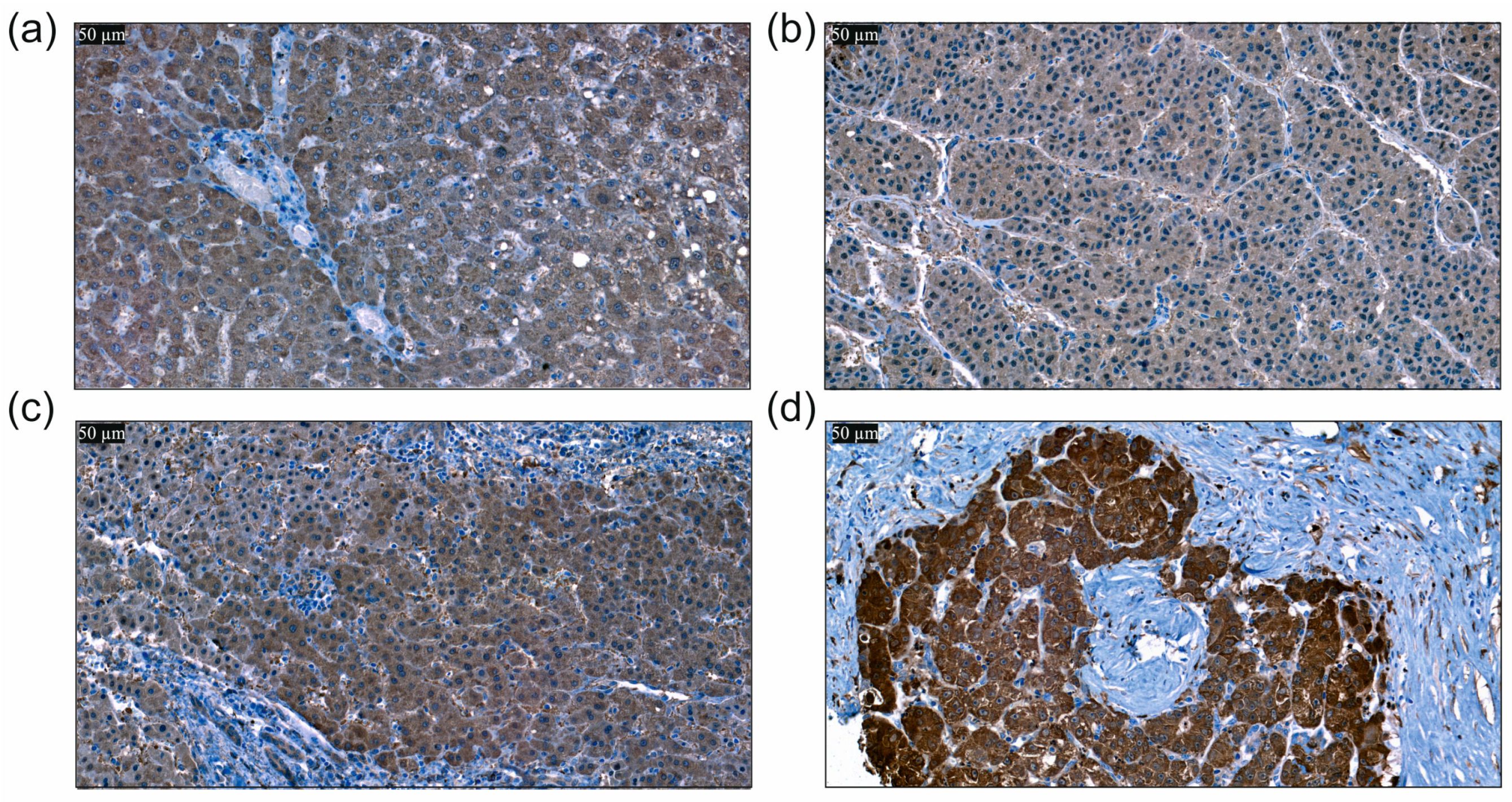 Biomedicines 12 02397 g002