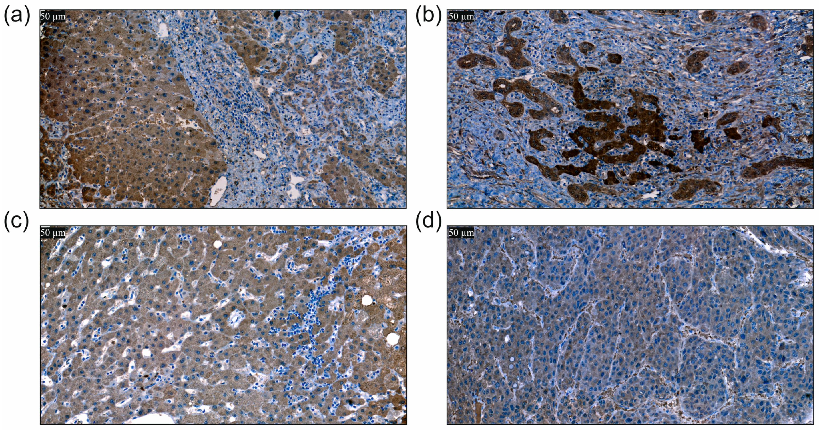 Biomedicines 12 02397 g004