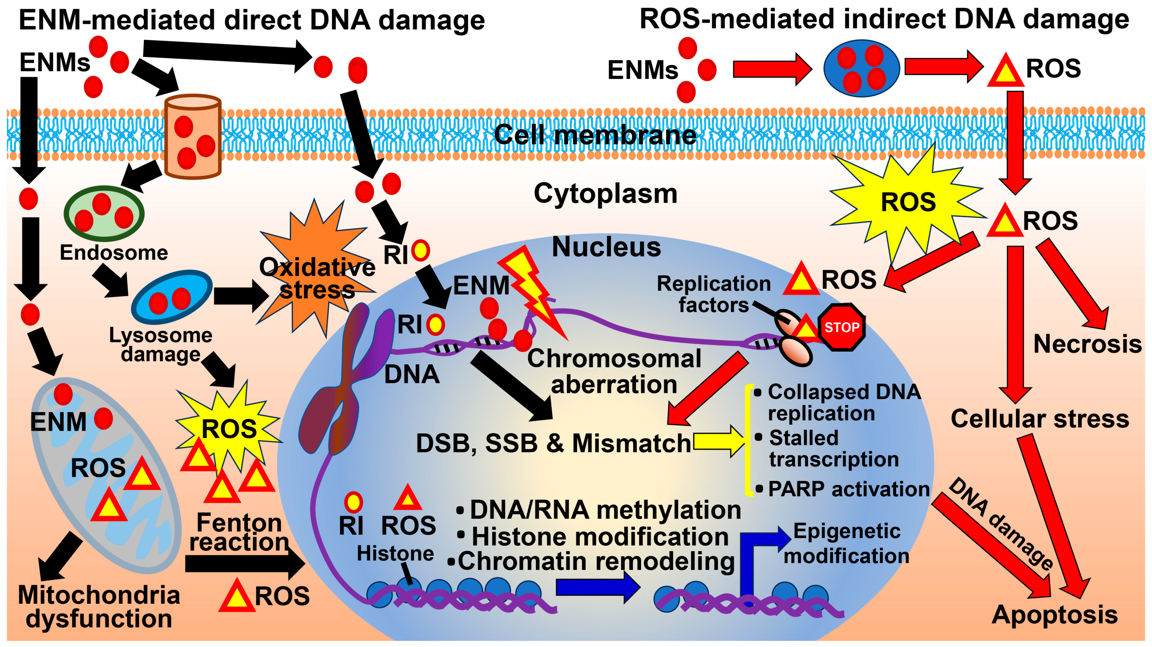 Biomedicines 12 02401 g001
