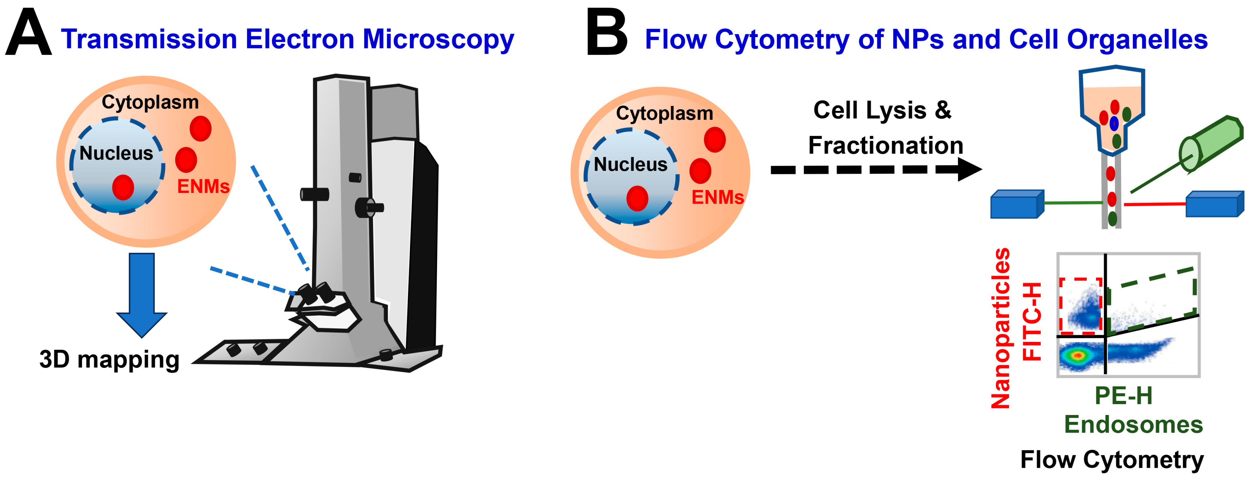 Biomedicines 12 02401 g002