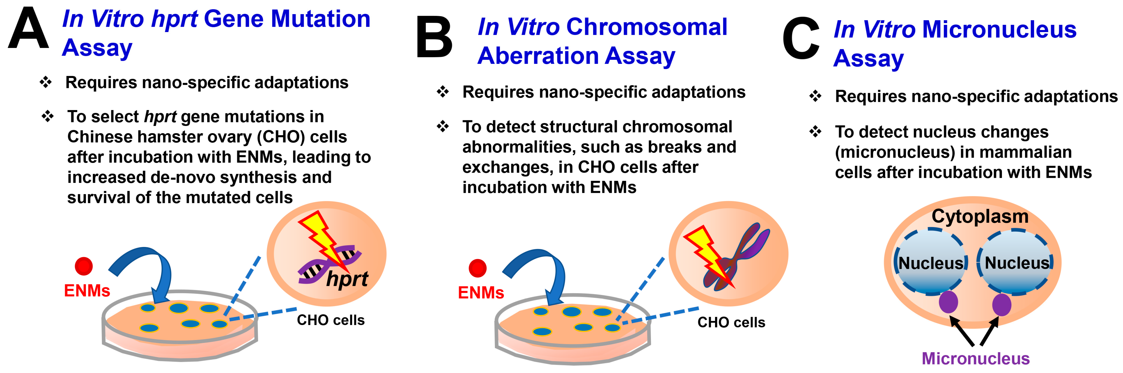 Biomedicines 12 02401 g003