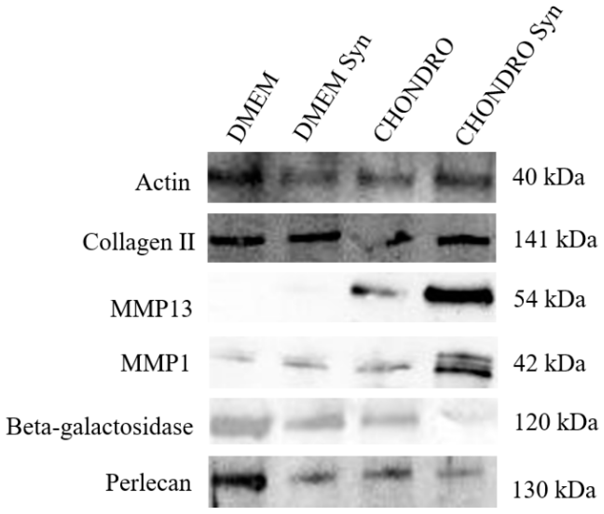Biomedicines 12 02406 g003 Biomedicines 12 02406 g003