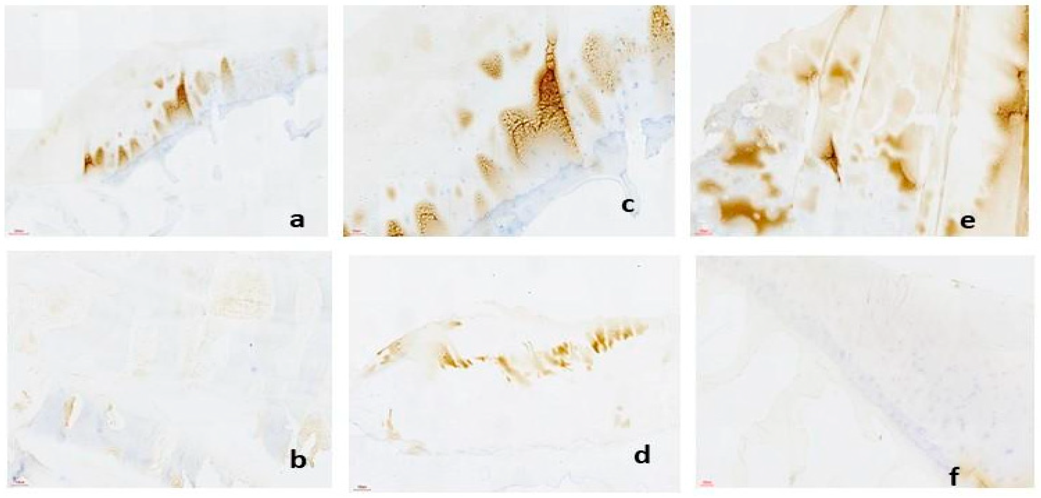 Biomedicines 12 02406 g005 Biomedicines 12 02406 g005