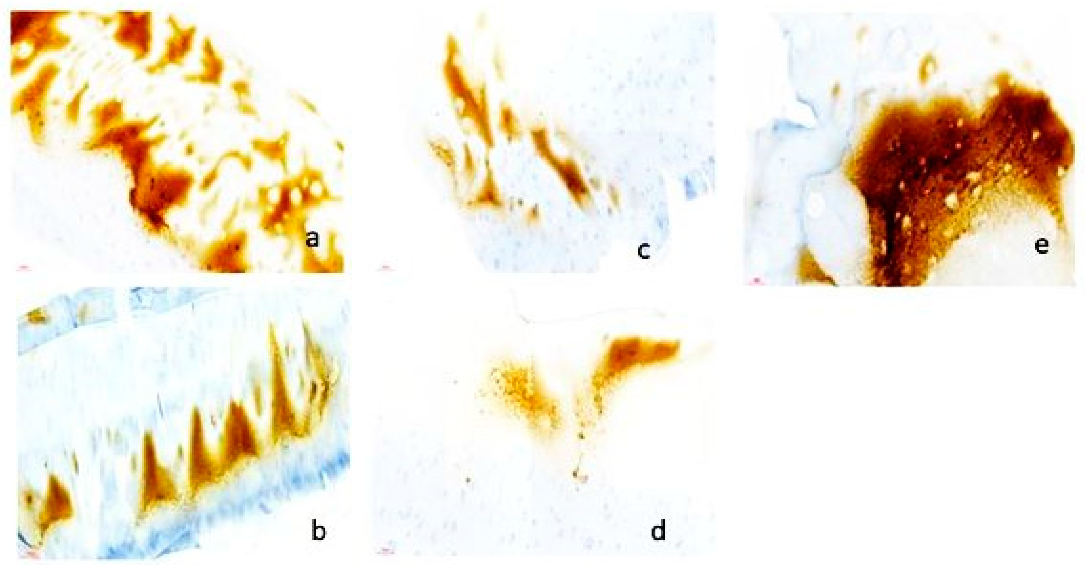 Biomedicines 12 02406 g006 Biomedicines 12 02406 g006