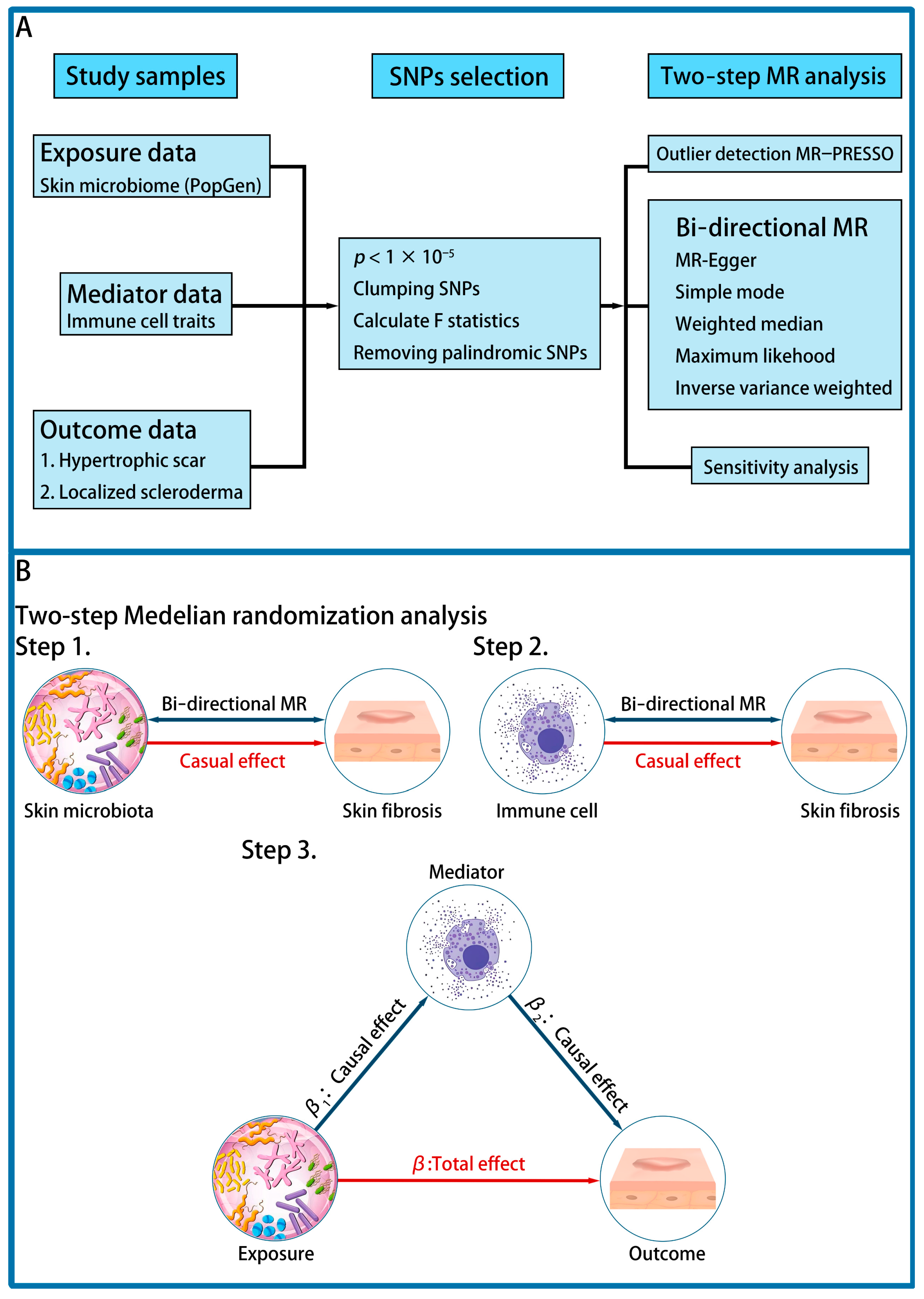 Skin Microbiota, Immune Cell, and Skin Fibrosis: A