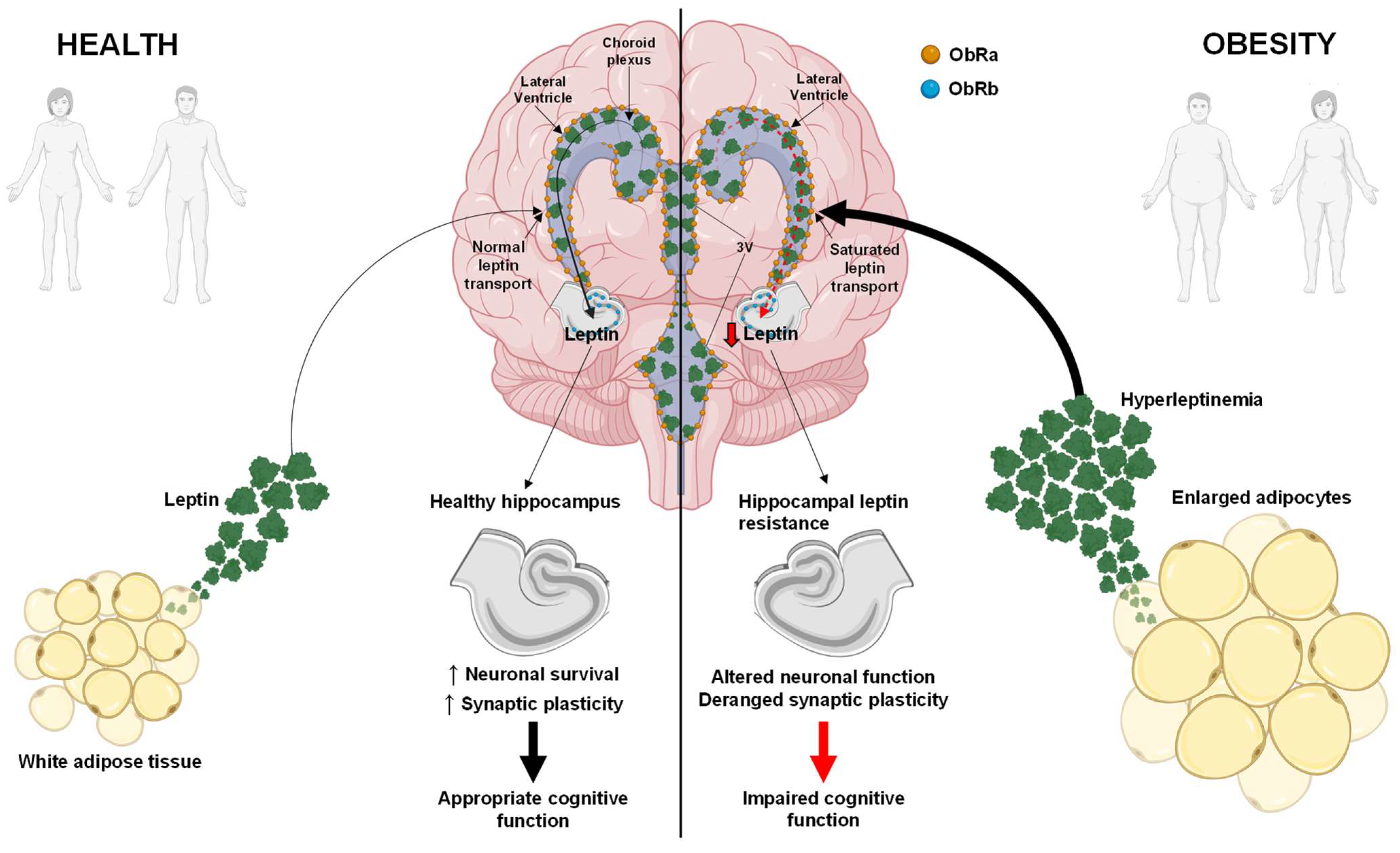 Biomedicines 12 02422 g001 Biomedicines 12 02422 g001