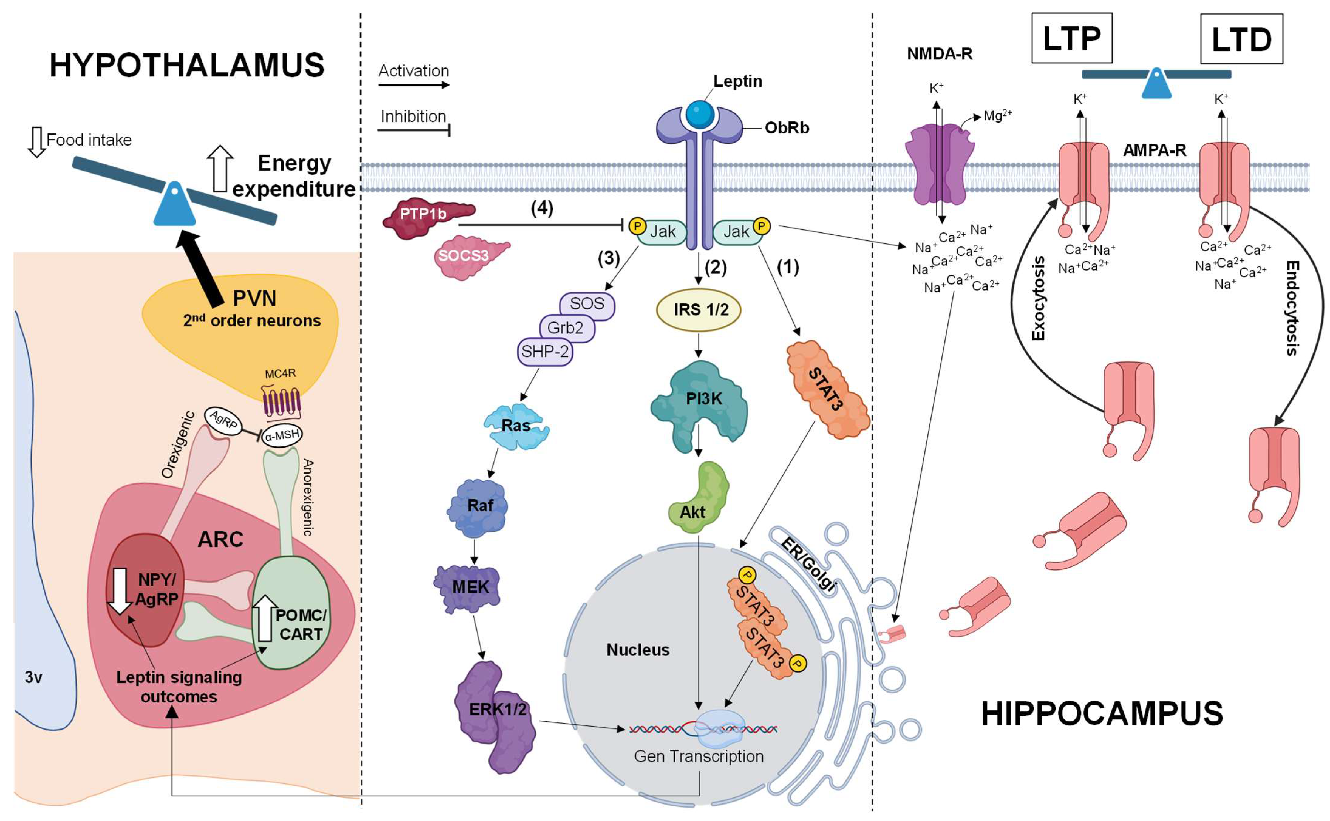 Biomedicines 12 02422 g002 Biomedicines 12 02422 g002