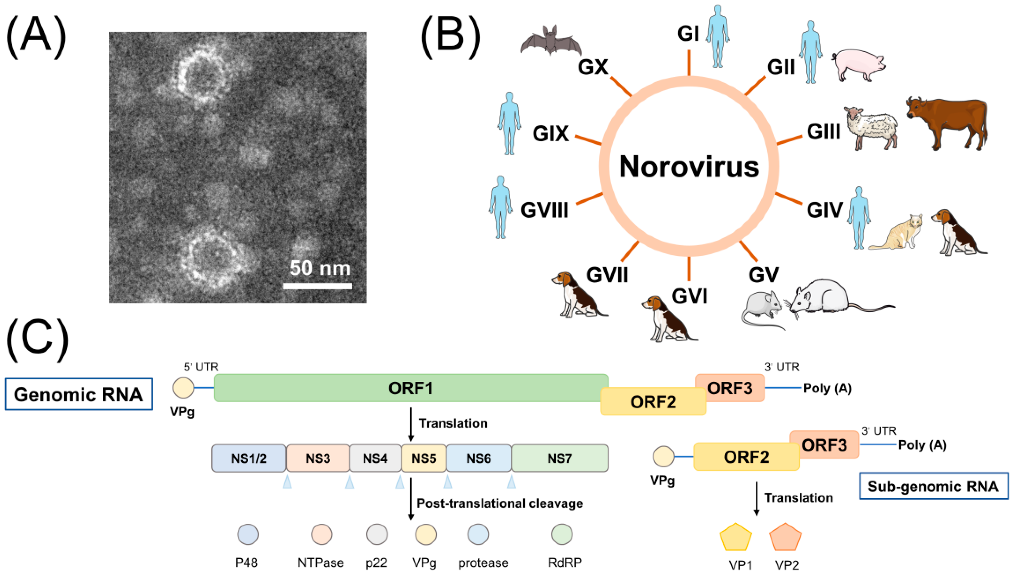 In Vitro Culture of Human Norovirus in the Last 20 Years In Vitro Culture of Human Norovirus in the Last 20 Years