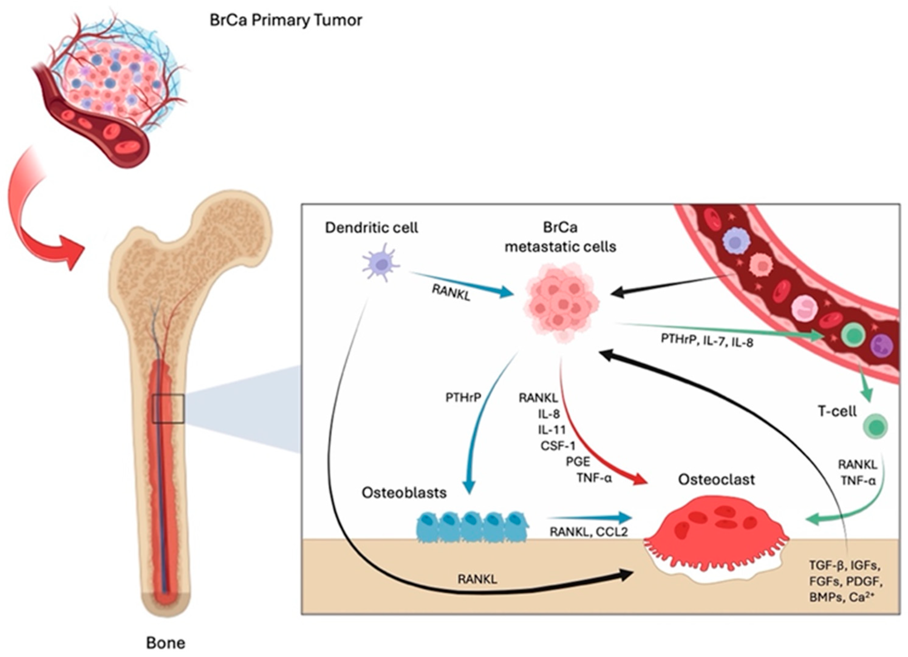 Biomedicines 12 02451 g002 Biomedicines 12 02451 g002