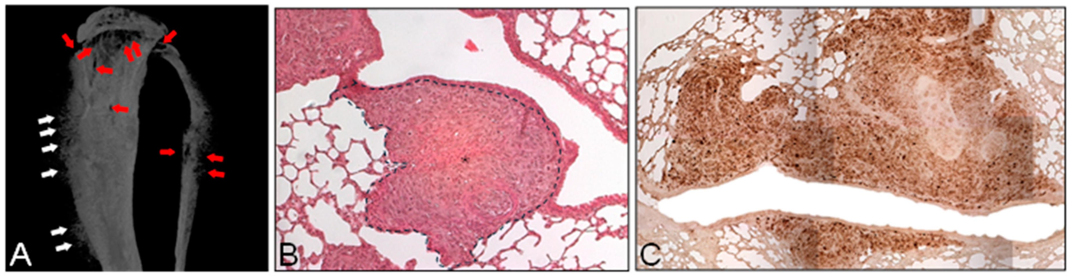 Biomedicines 12 02451 g003 Biomedicines 12 02451 g003