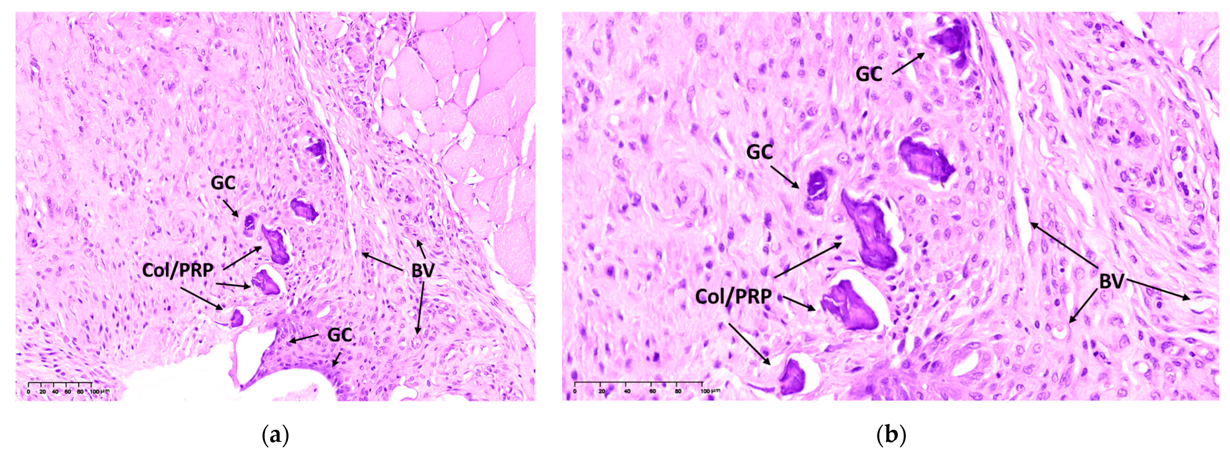 Biomedicines 12 02461 g003