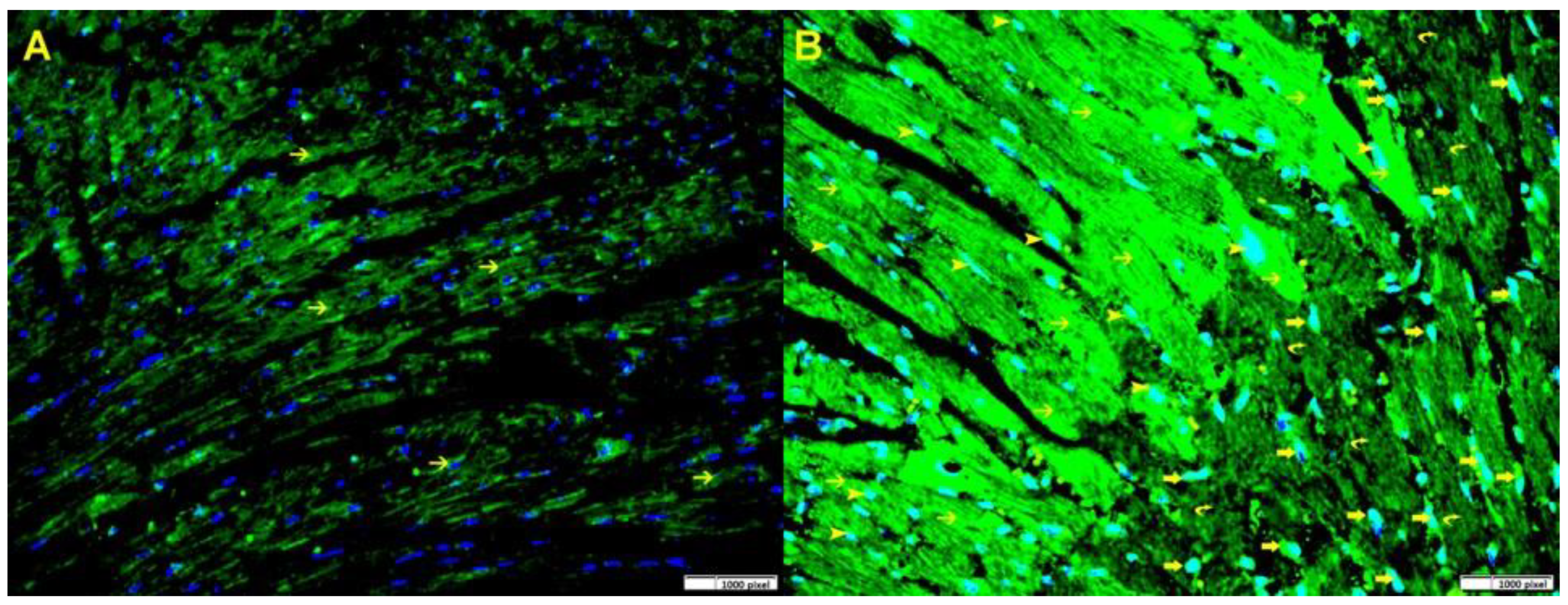 Biomedicines 12 02474 g003