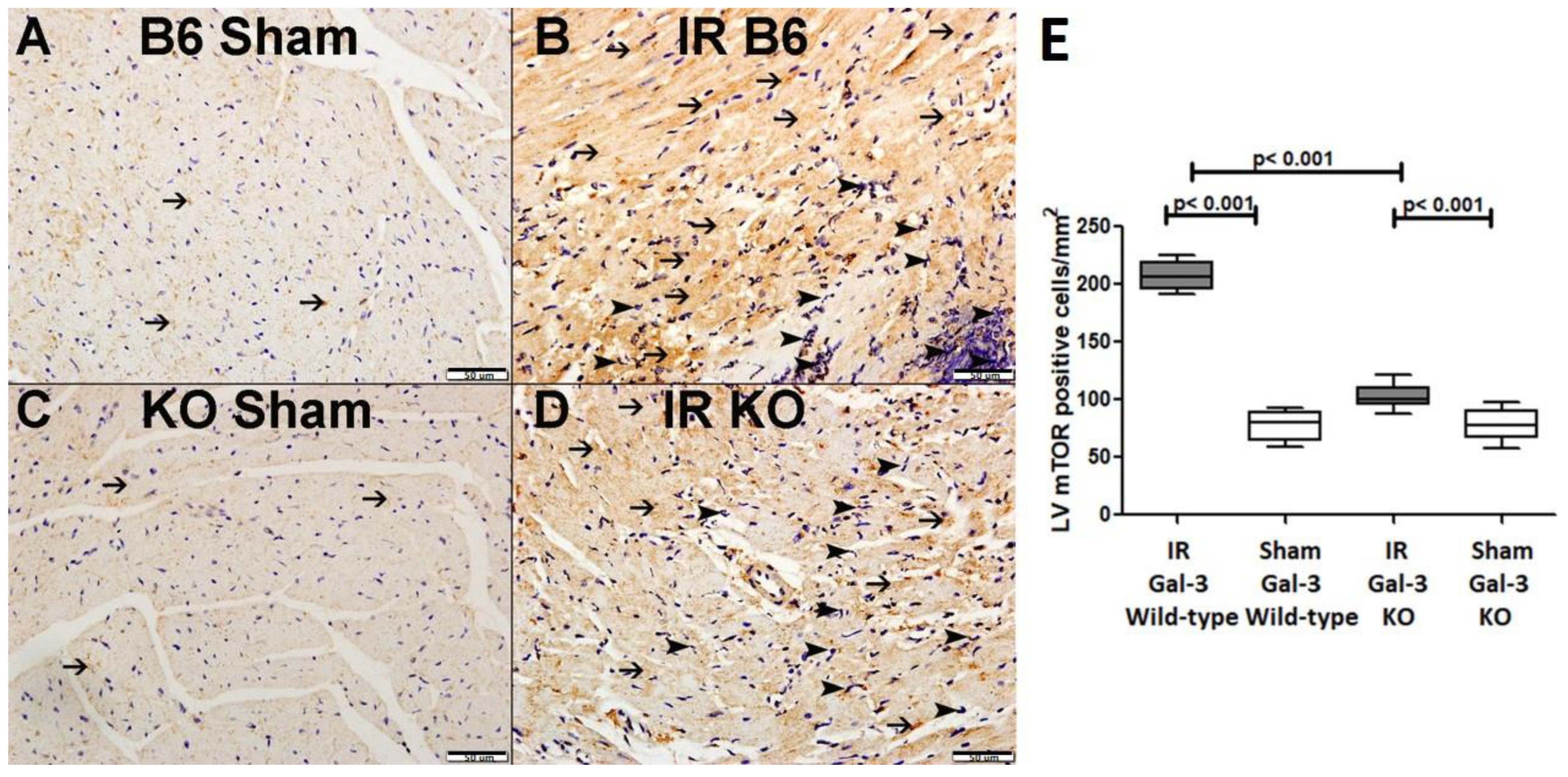 Biomedicines 12 02474 g009