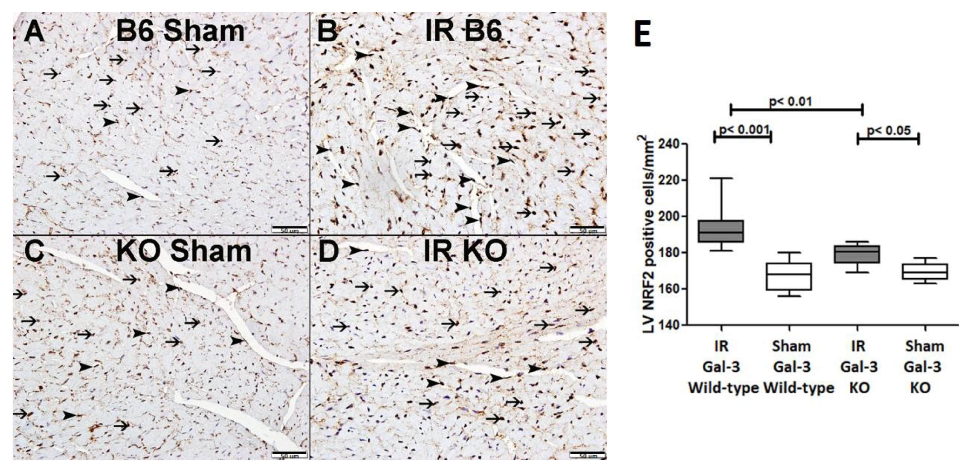 Biomedicines 12 02474 g014
