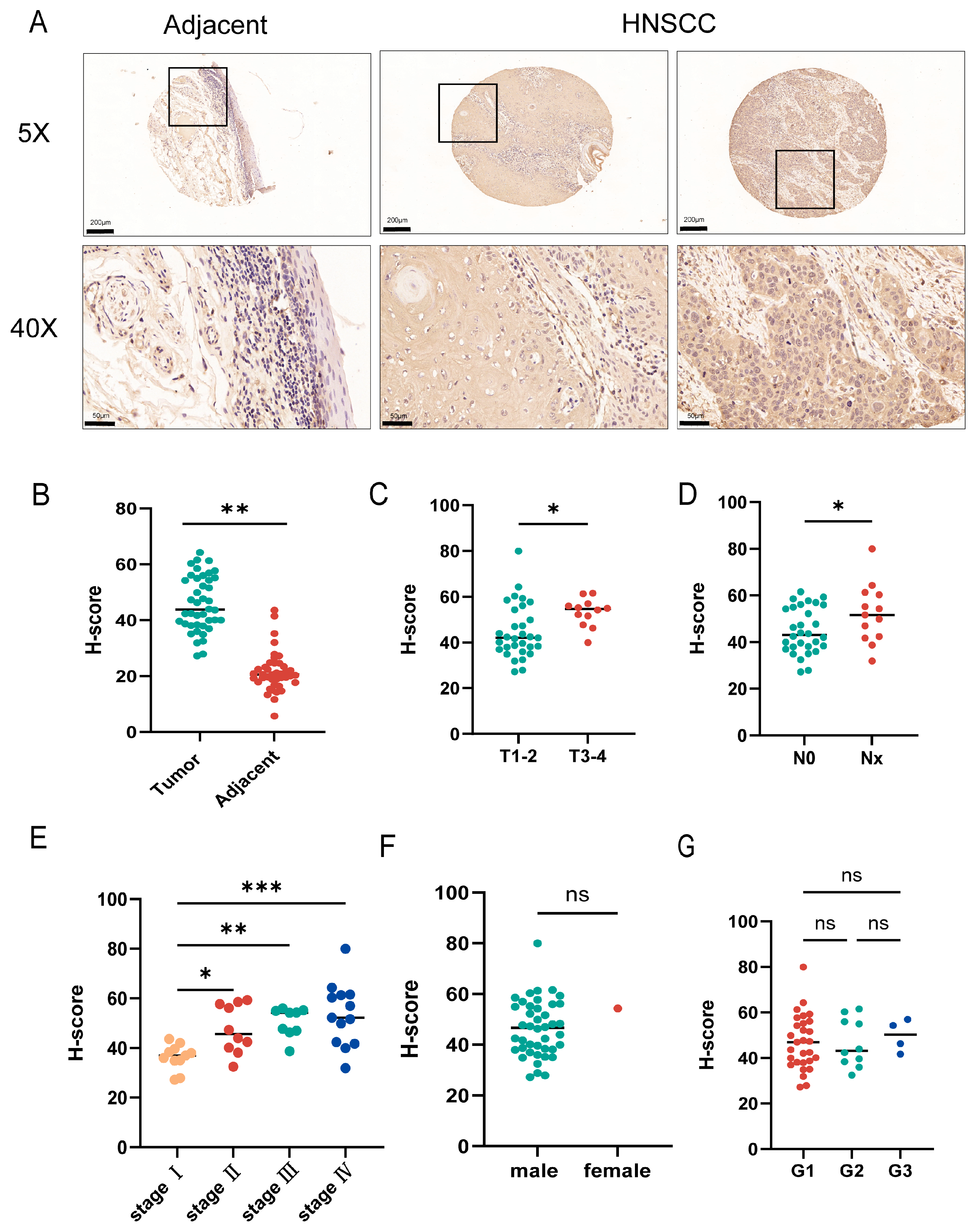 Biomedicines 12 02477 g003 Biomedicines 12 02477 g003