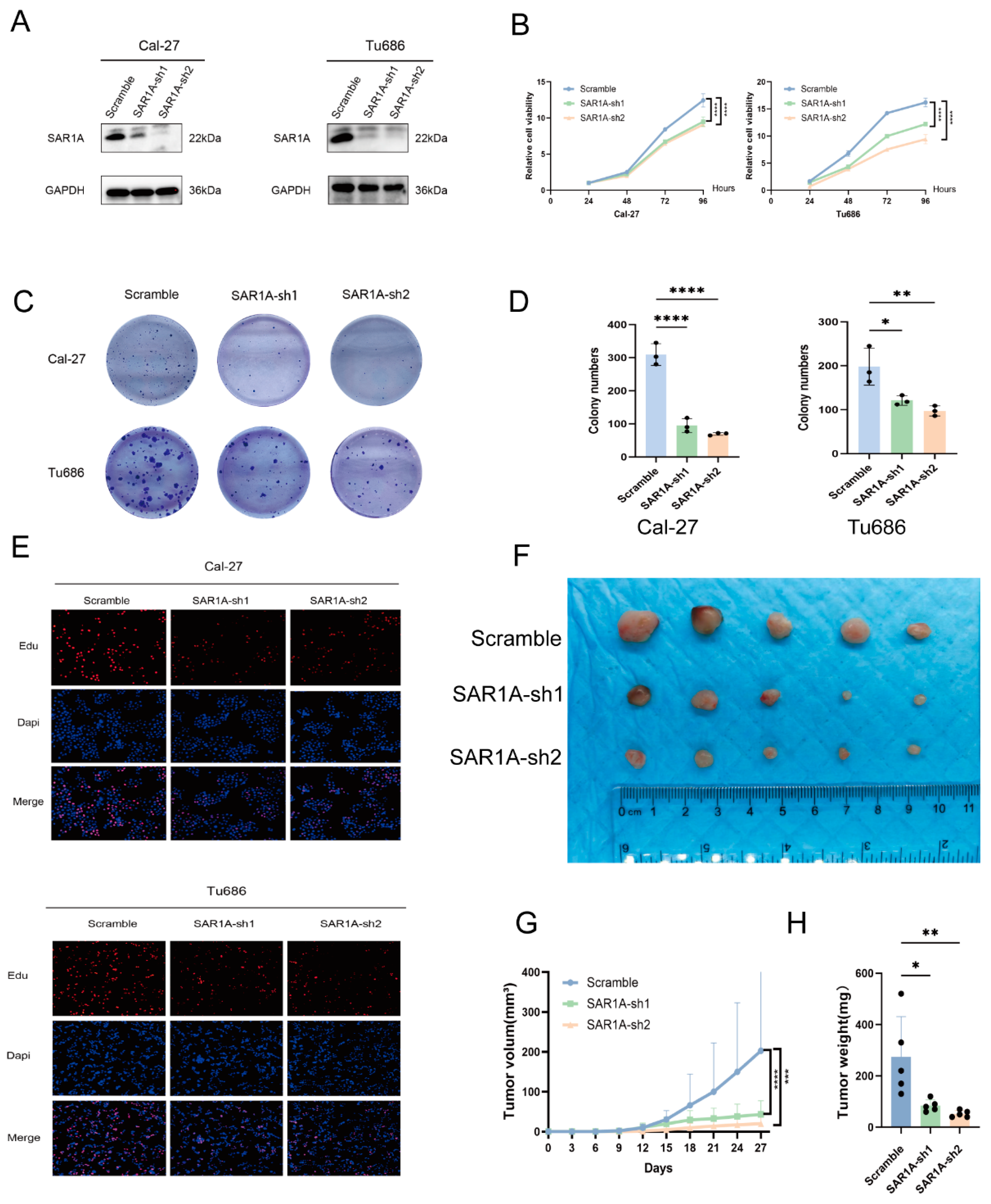 Biomedicines 12 02477 g004 Biomedicines 12 02477 g004