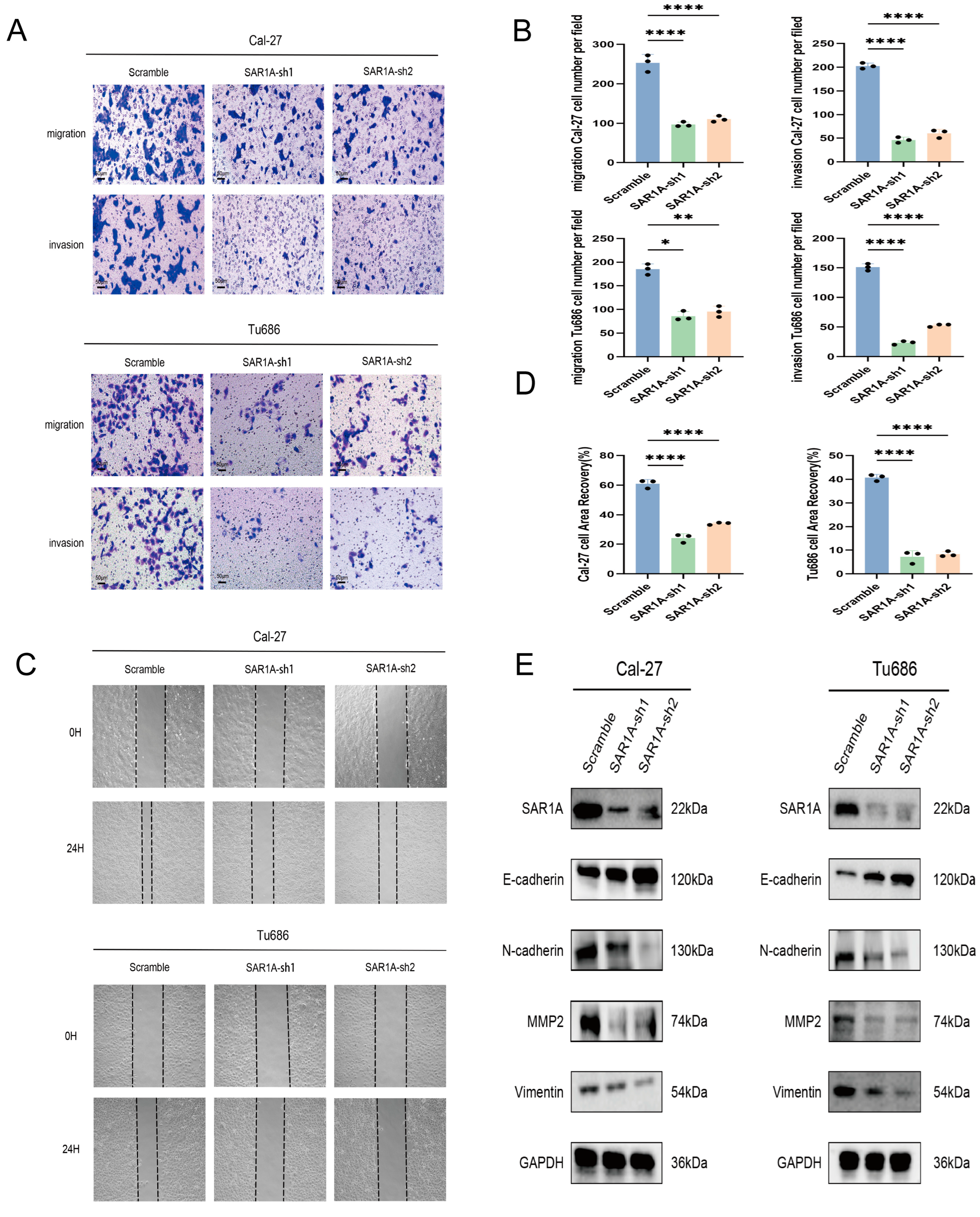 Biomedicines 12 02477 g005 Biomedicines 12 02477 g005
