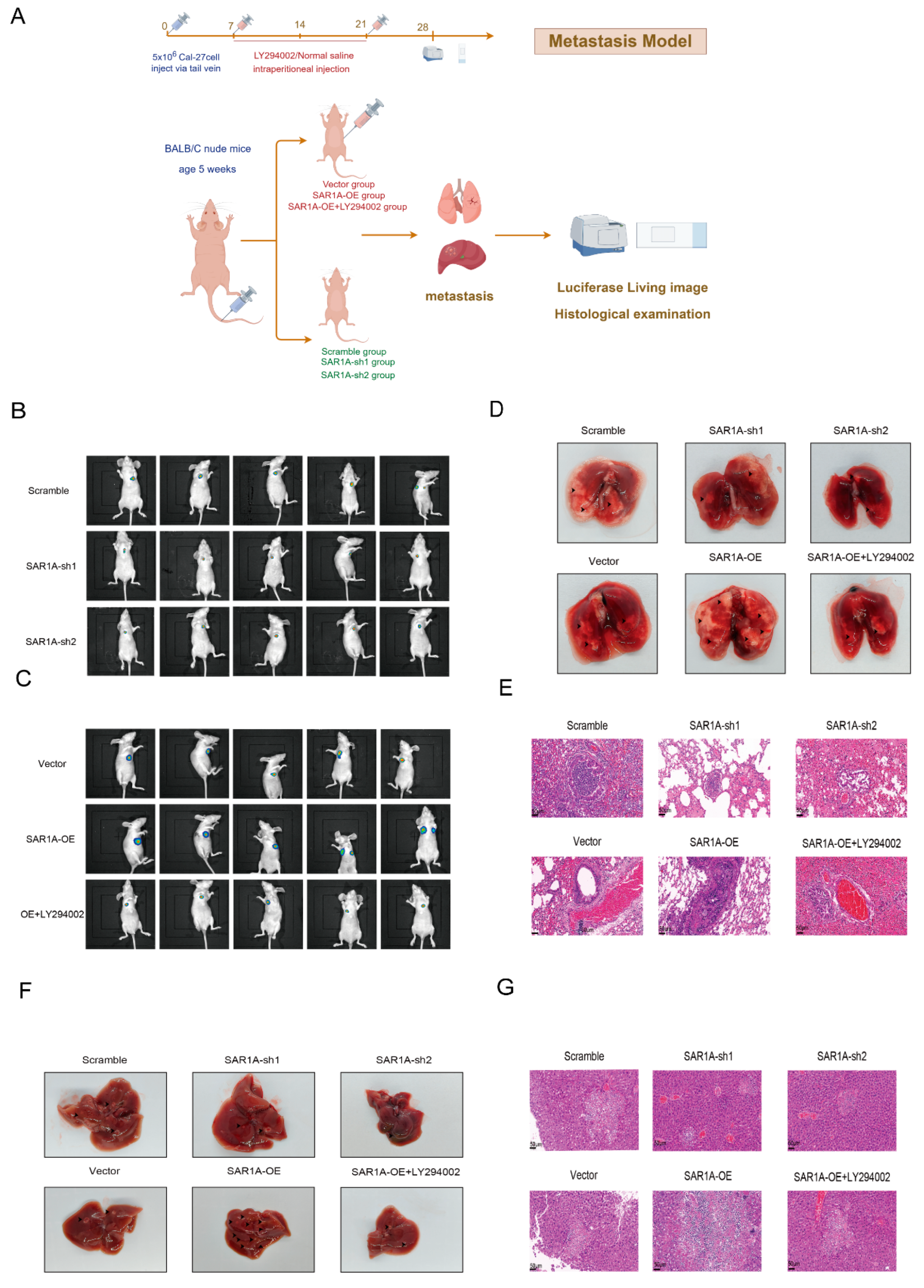 Biomedicines 12 02477 g009 Biomedicines 12 02477 g009