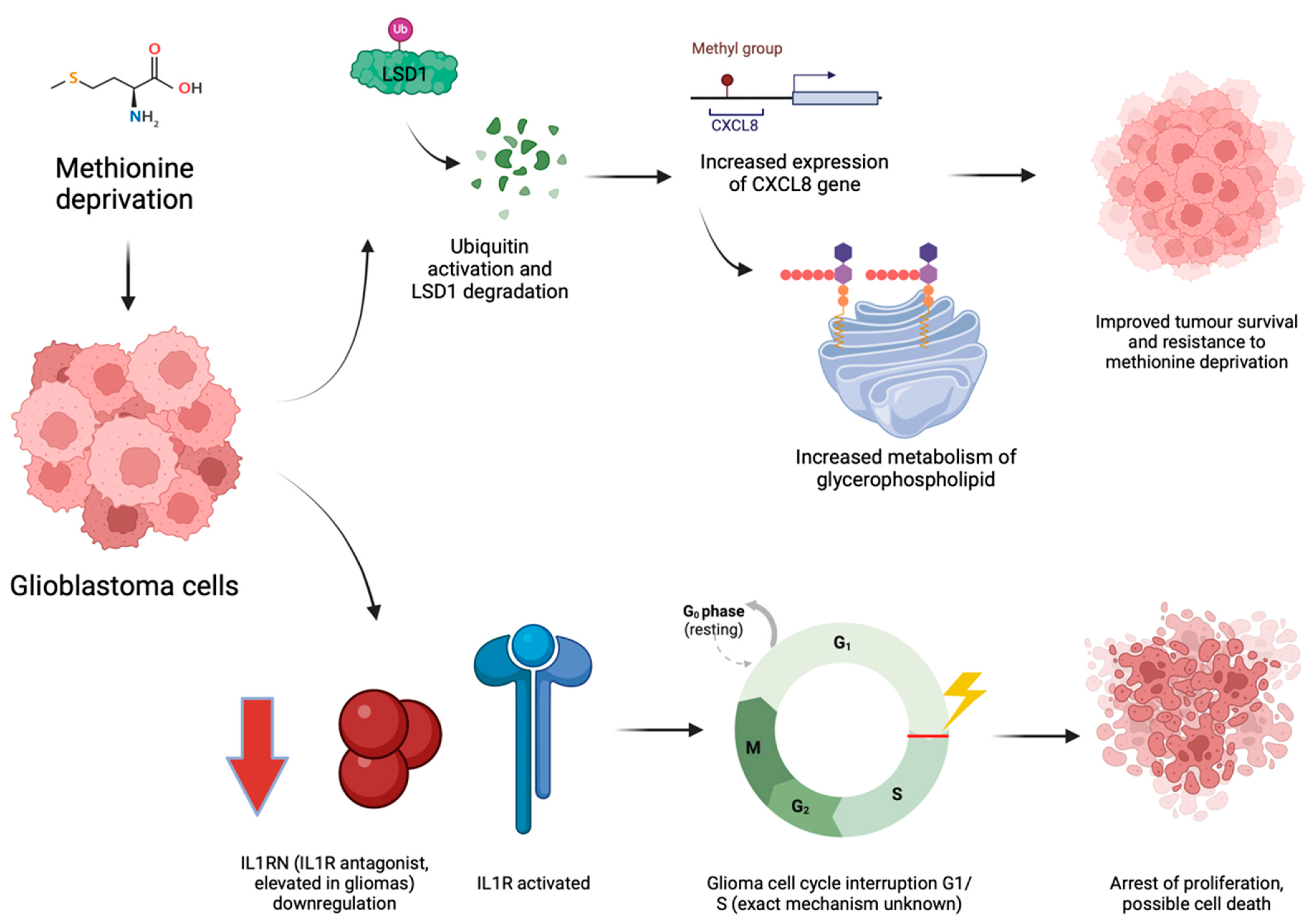Biomedicines 12 02481 g002 Biomedicines 12 02481 g002