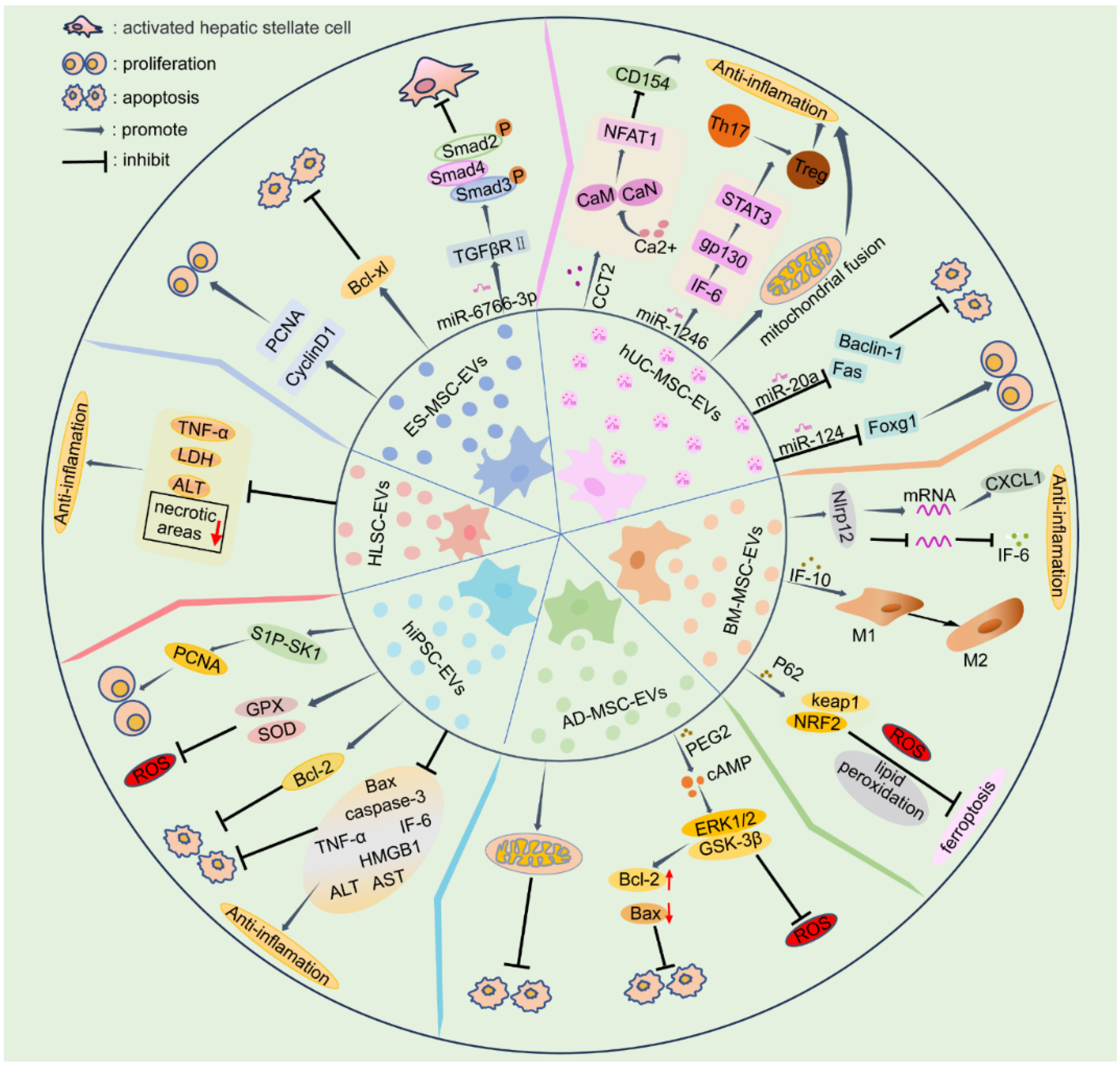 Biomedicines 12 02489 g002