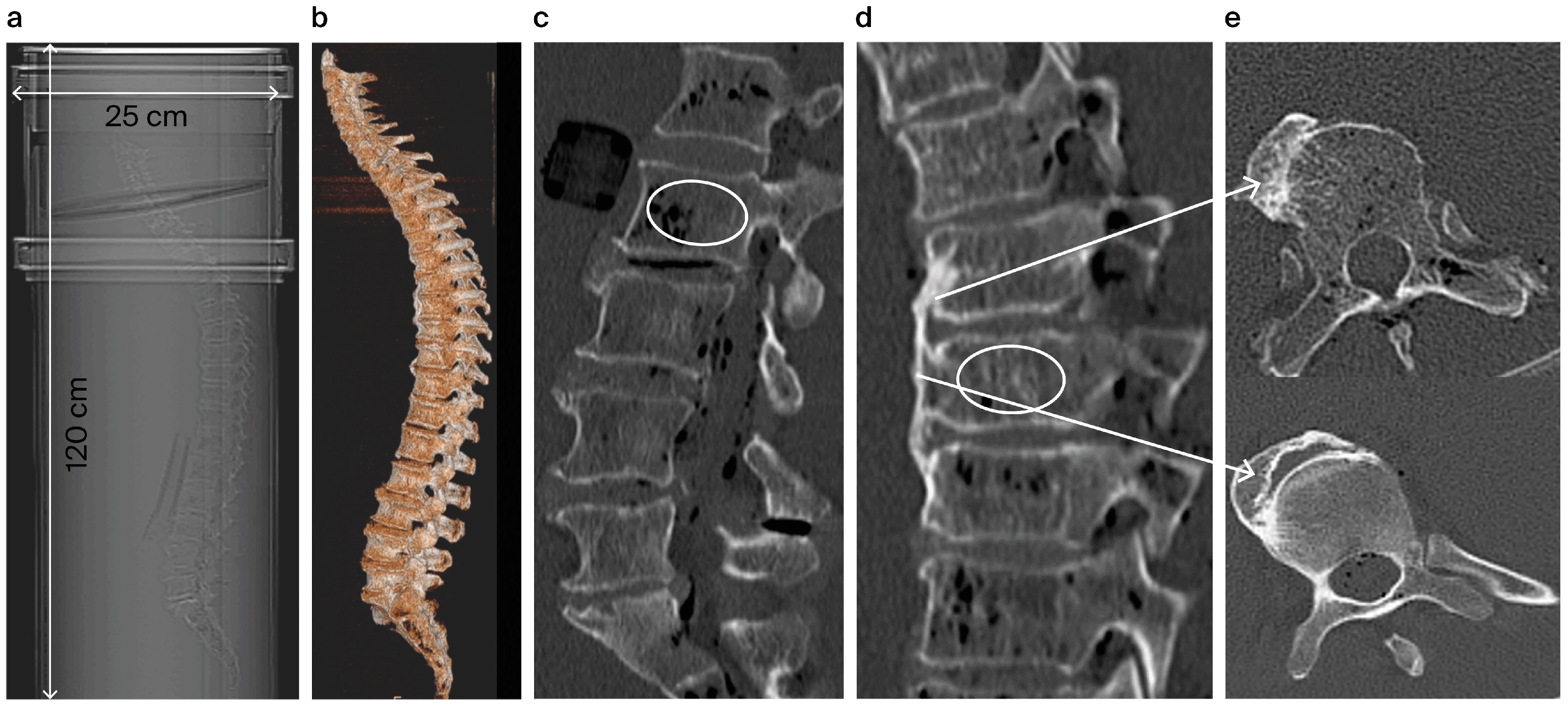 Biomedicines 12 02496 g001
