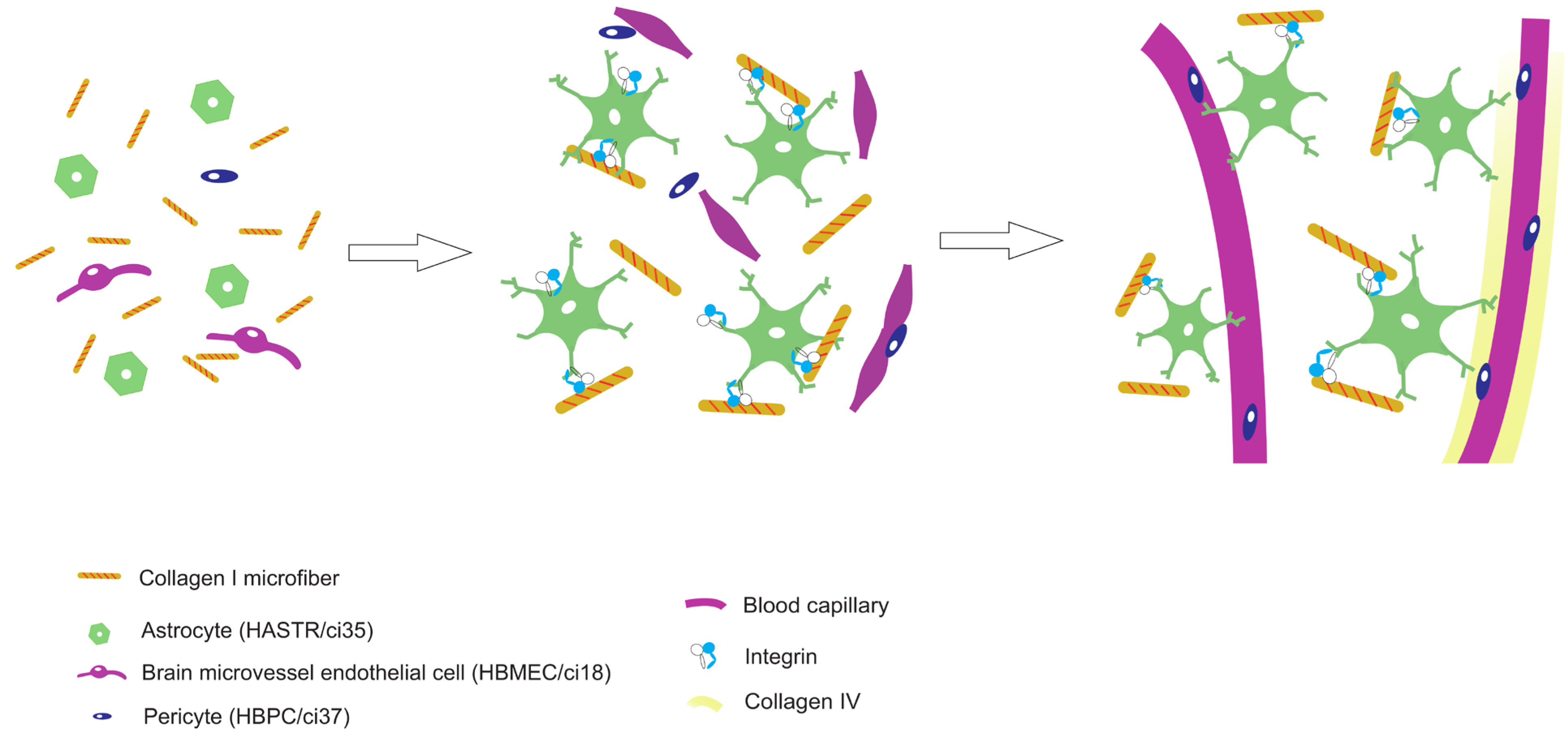 Biomedicines 12 02500 g005 Biomedicines 12 02500 g005