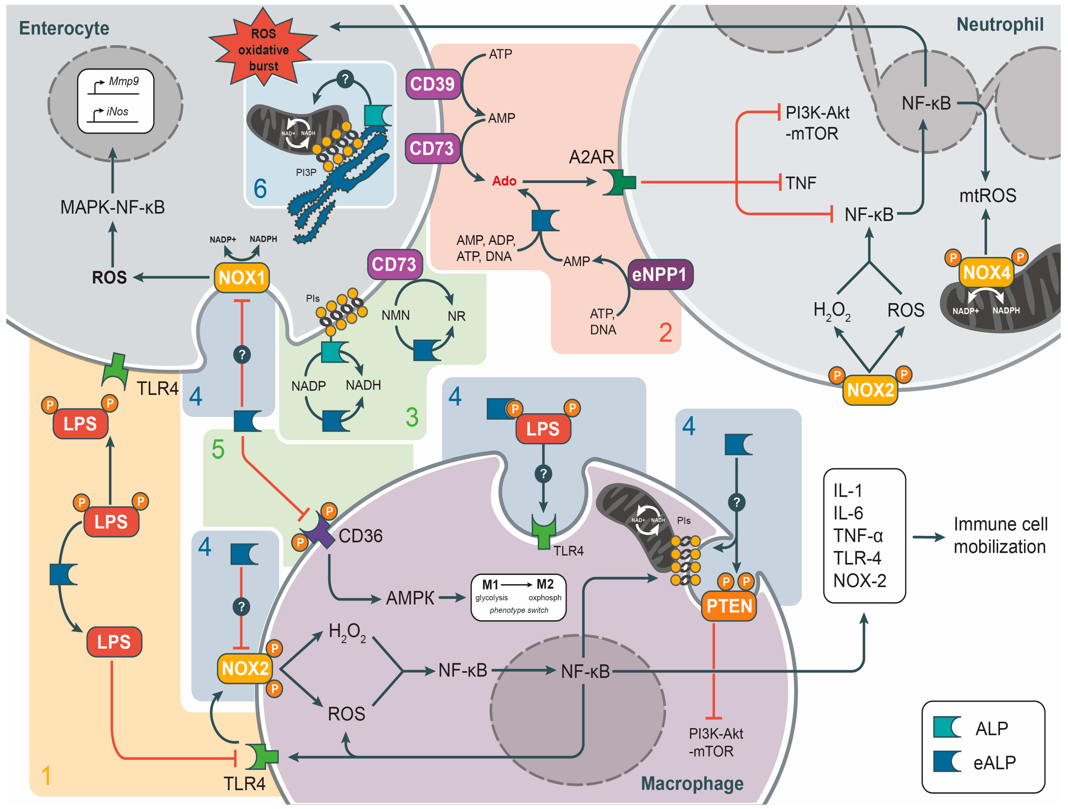 Biomedicines 12 02502 g001 Biomedicines 12 02502 g001