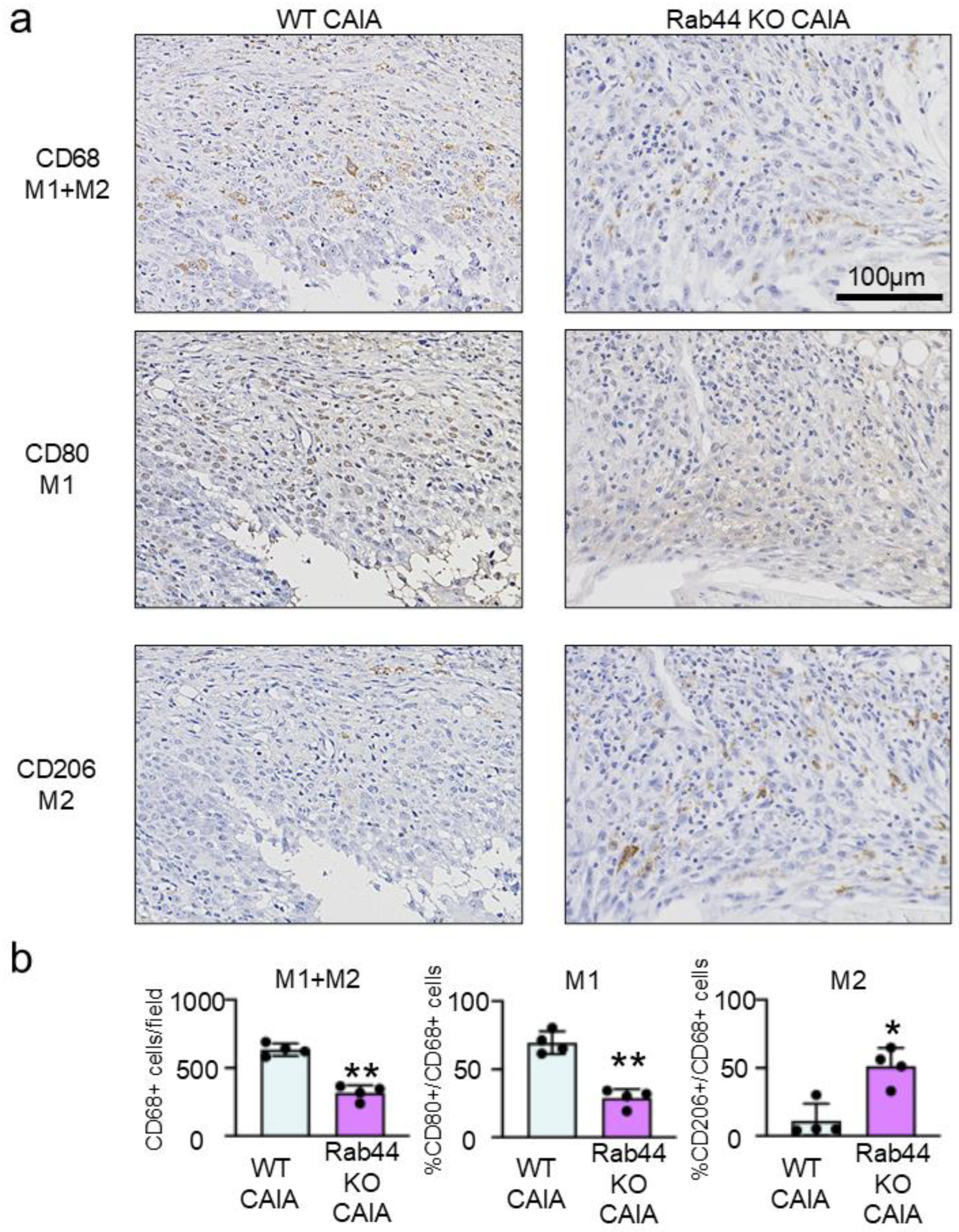 Biomedicines 12 02504 g004