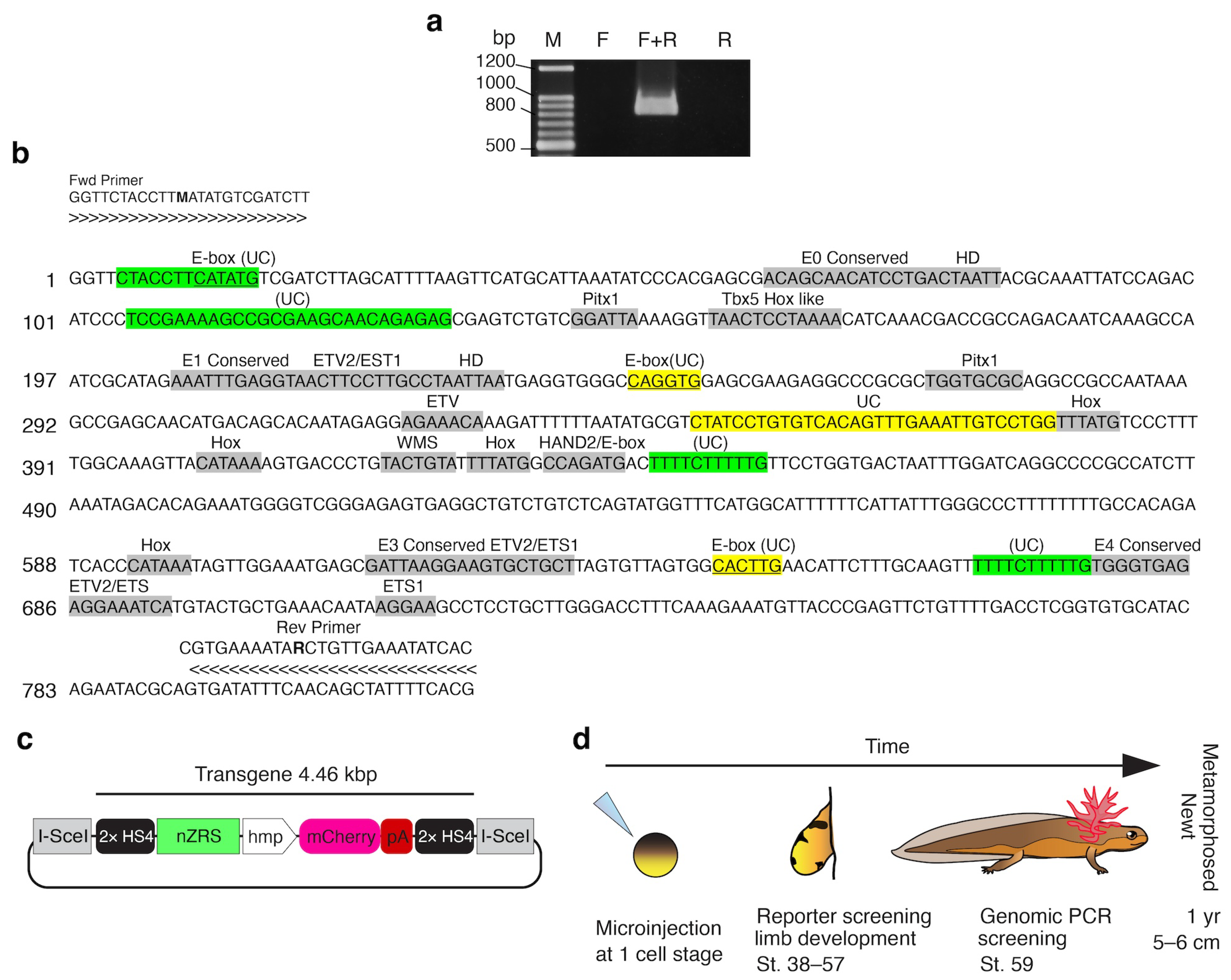 Biomedicines 12 02505 g001