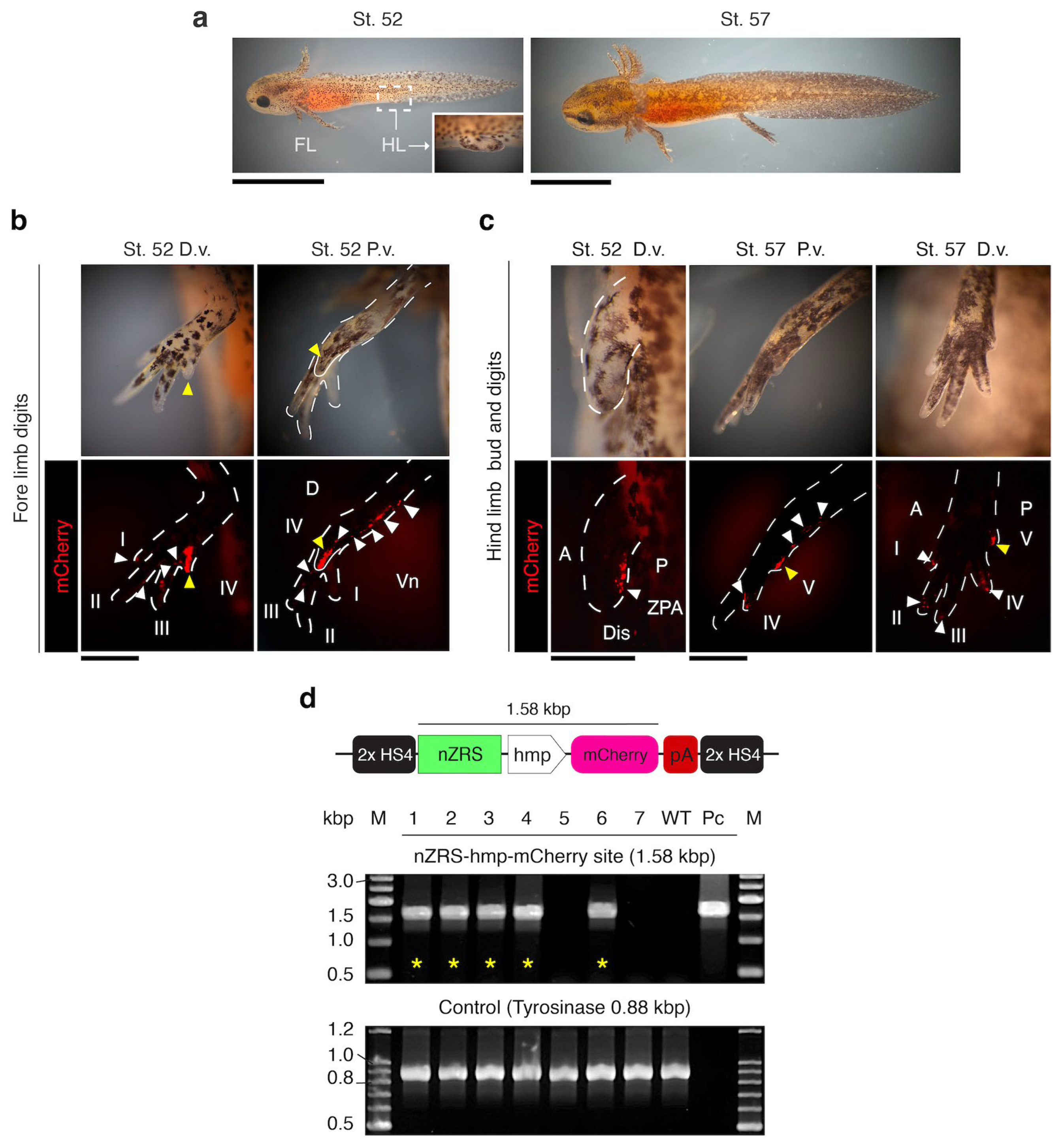 Biomedicines 12 02505 g003