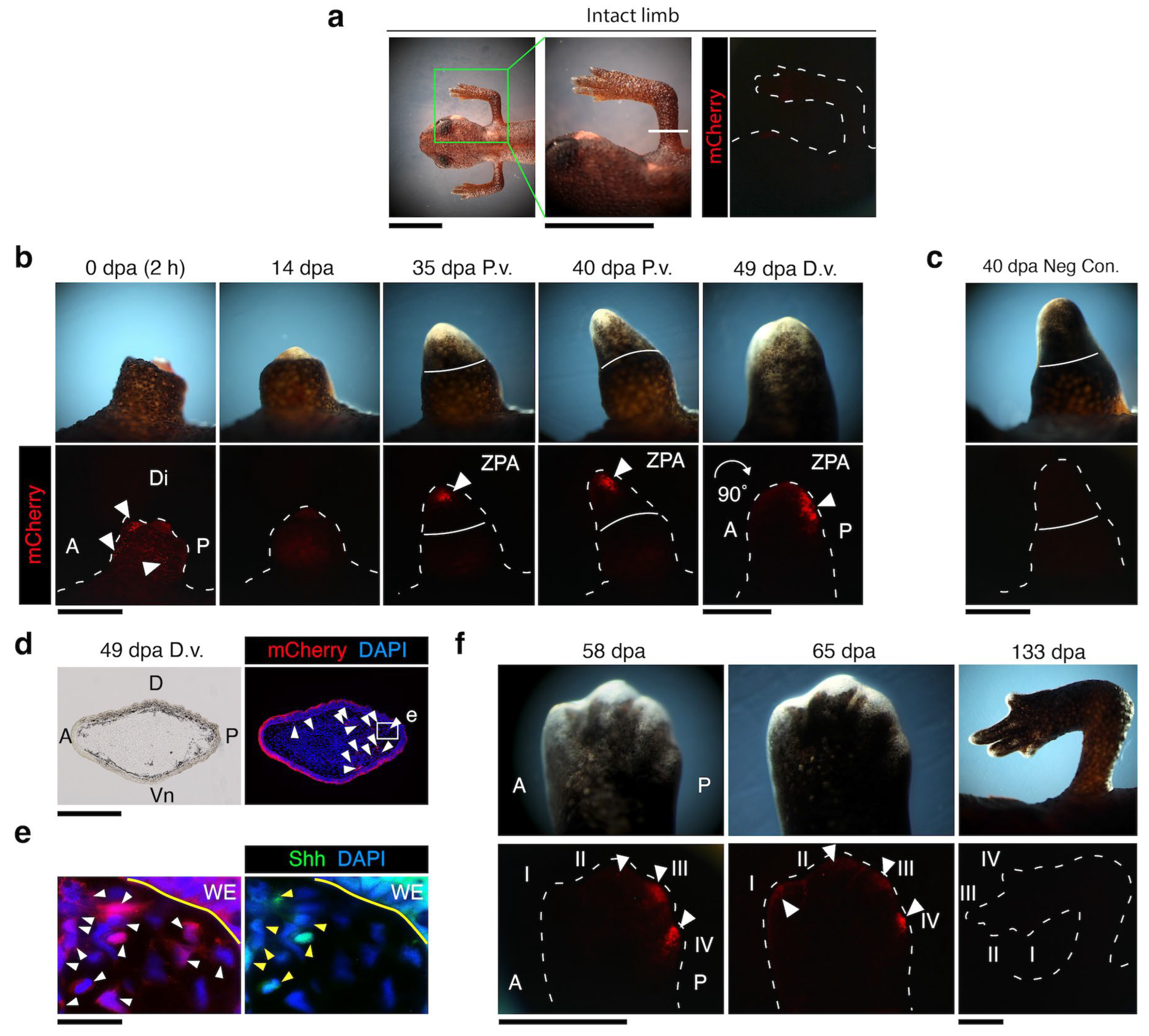 Biomedicines 12 02505 g004