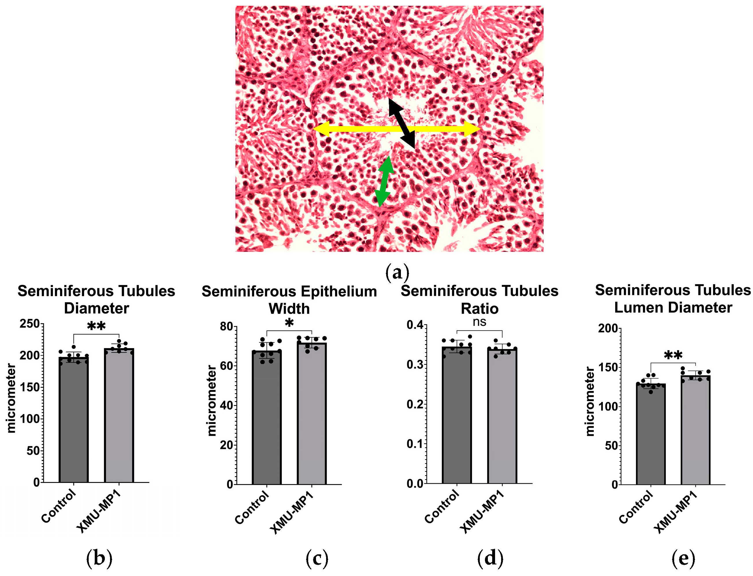 Biomedicines 12 02513 g002