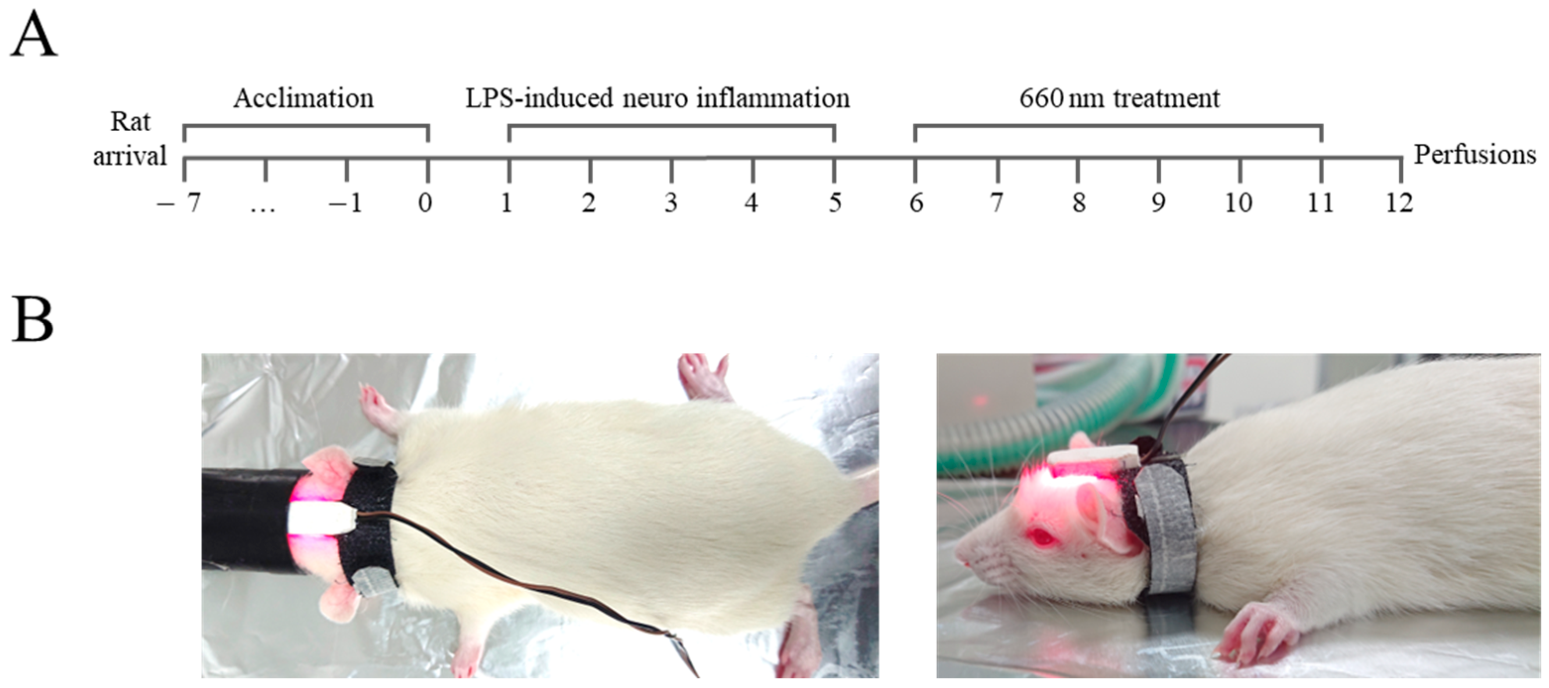 Biomedicines 12 02514 g001