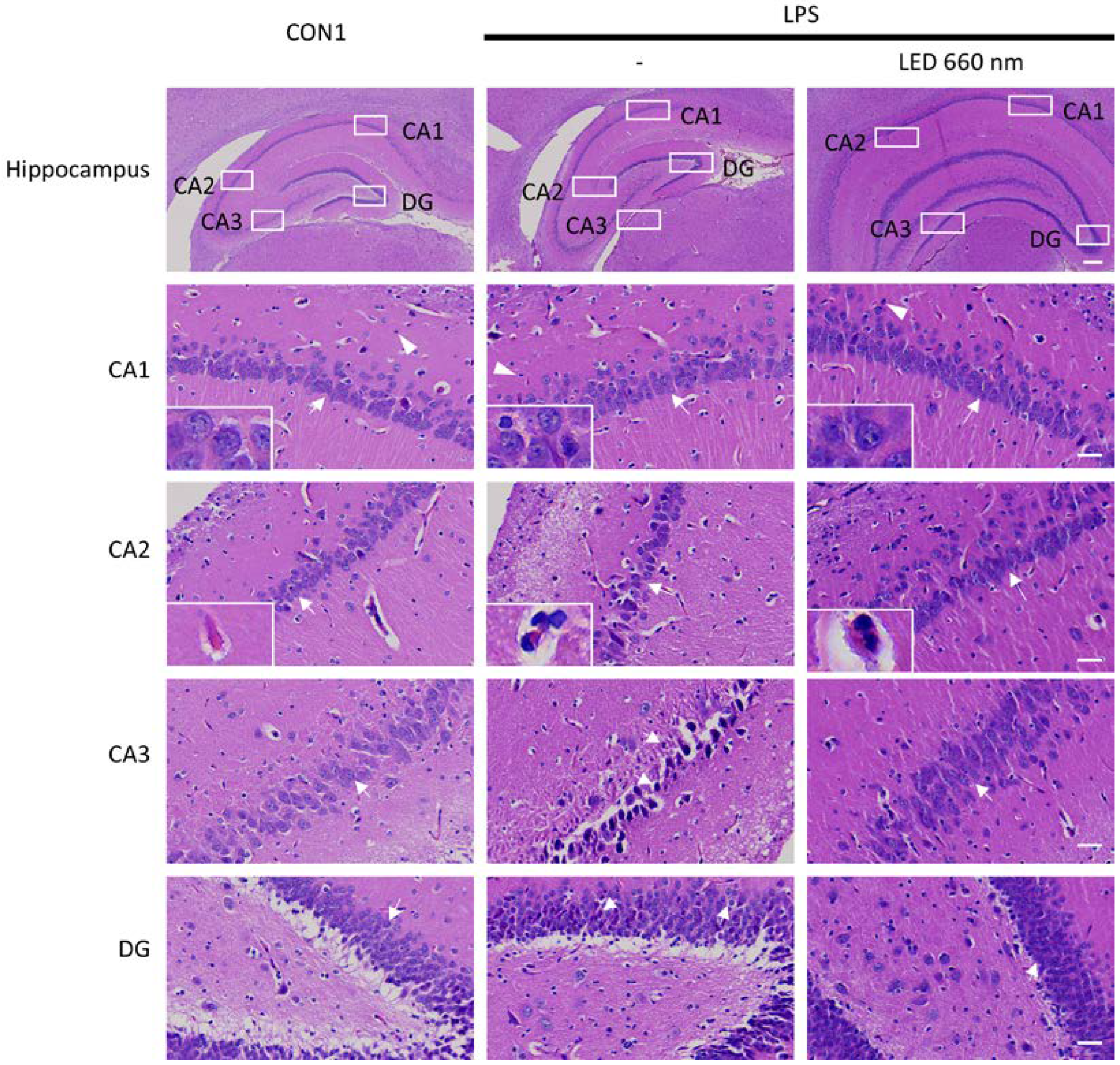 Biomedicines 12 02514 g002
