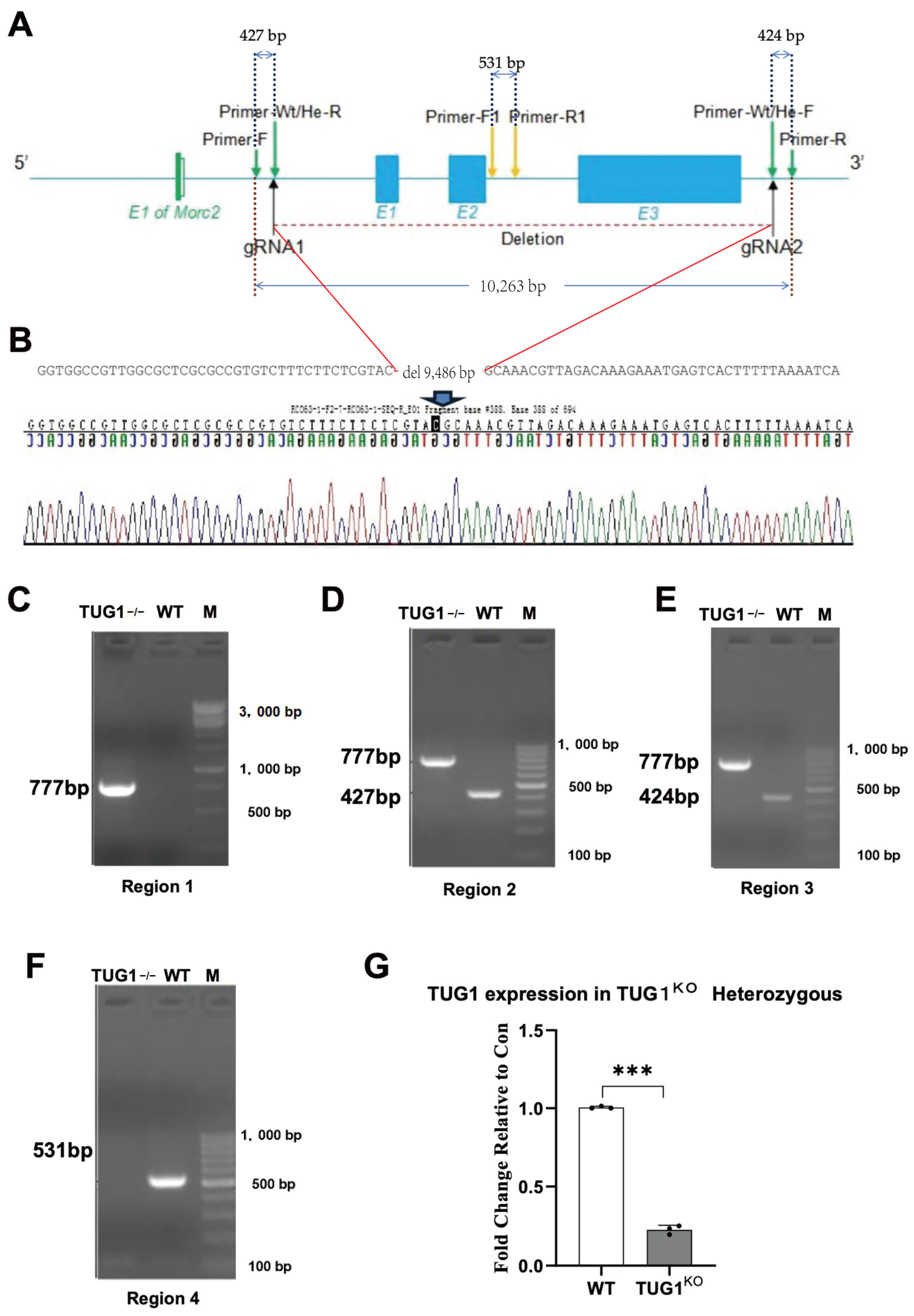 Biomedicines 12 02520 g001