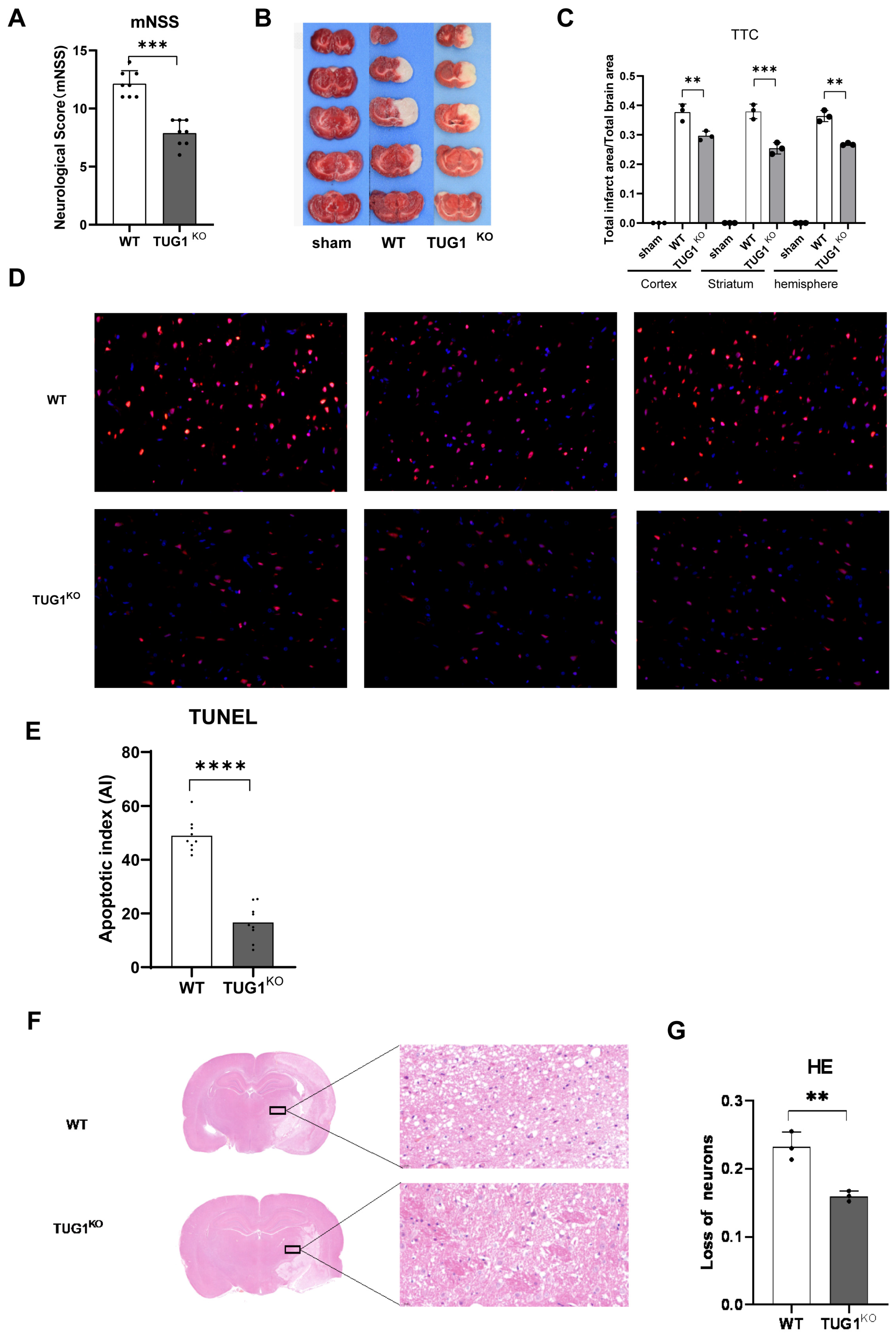 Biomedicines 12 02520 g002