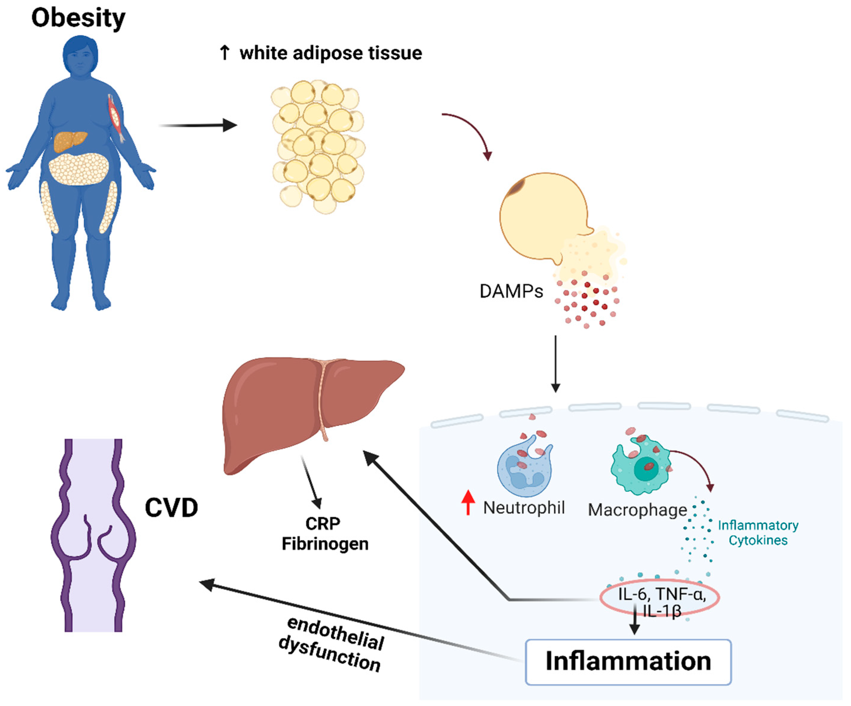 Biomedicines 12 02524 g005