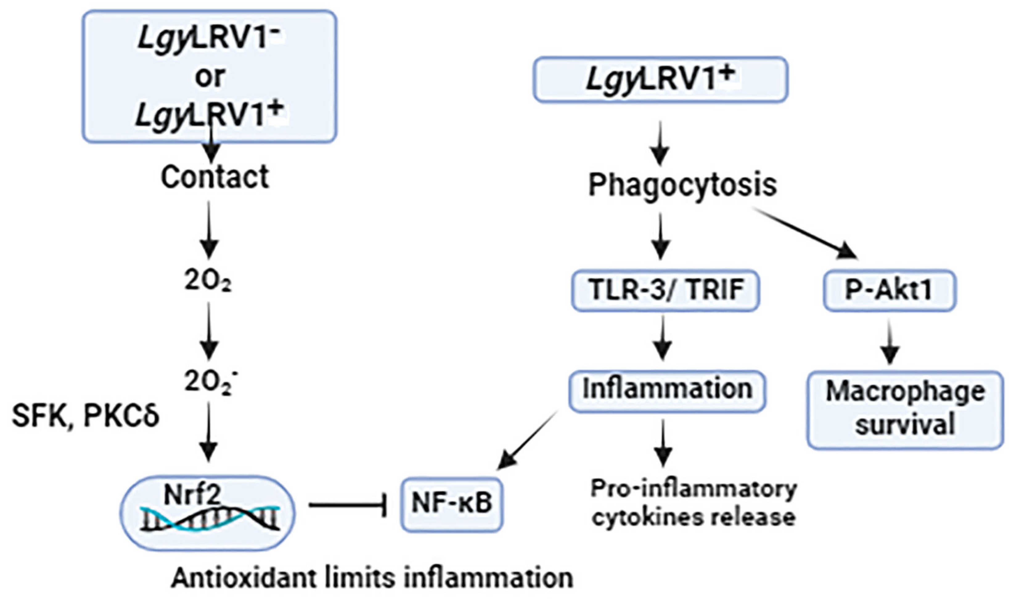 Biomedicines 12 02525 g001