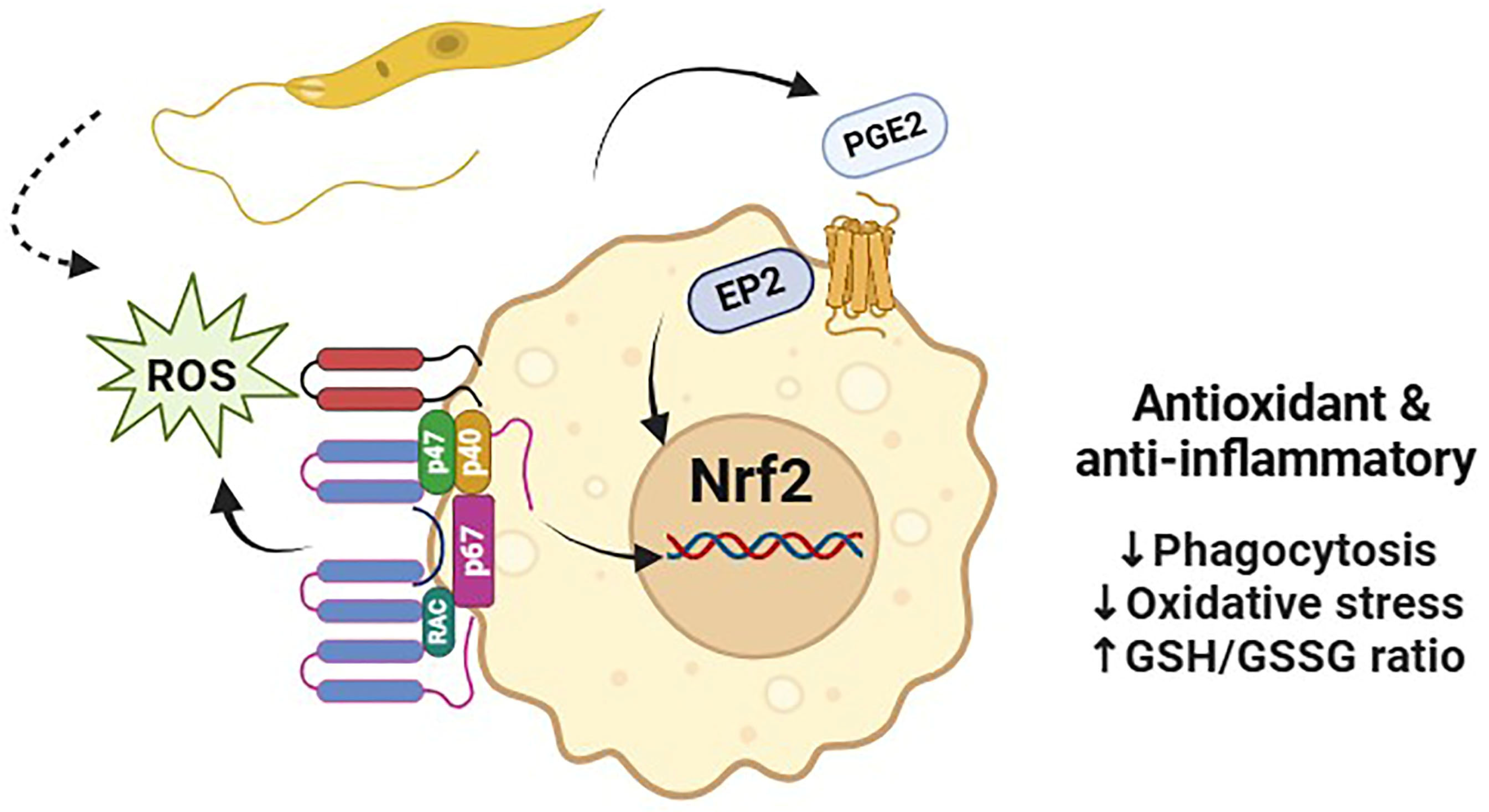Biomedicines 12 02525 g002