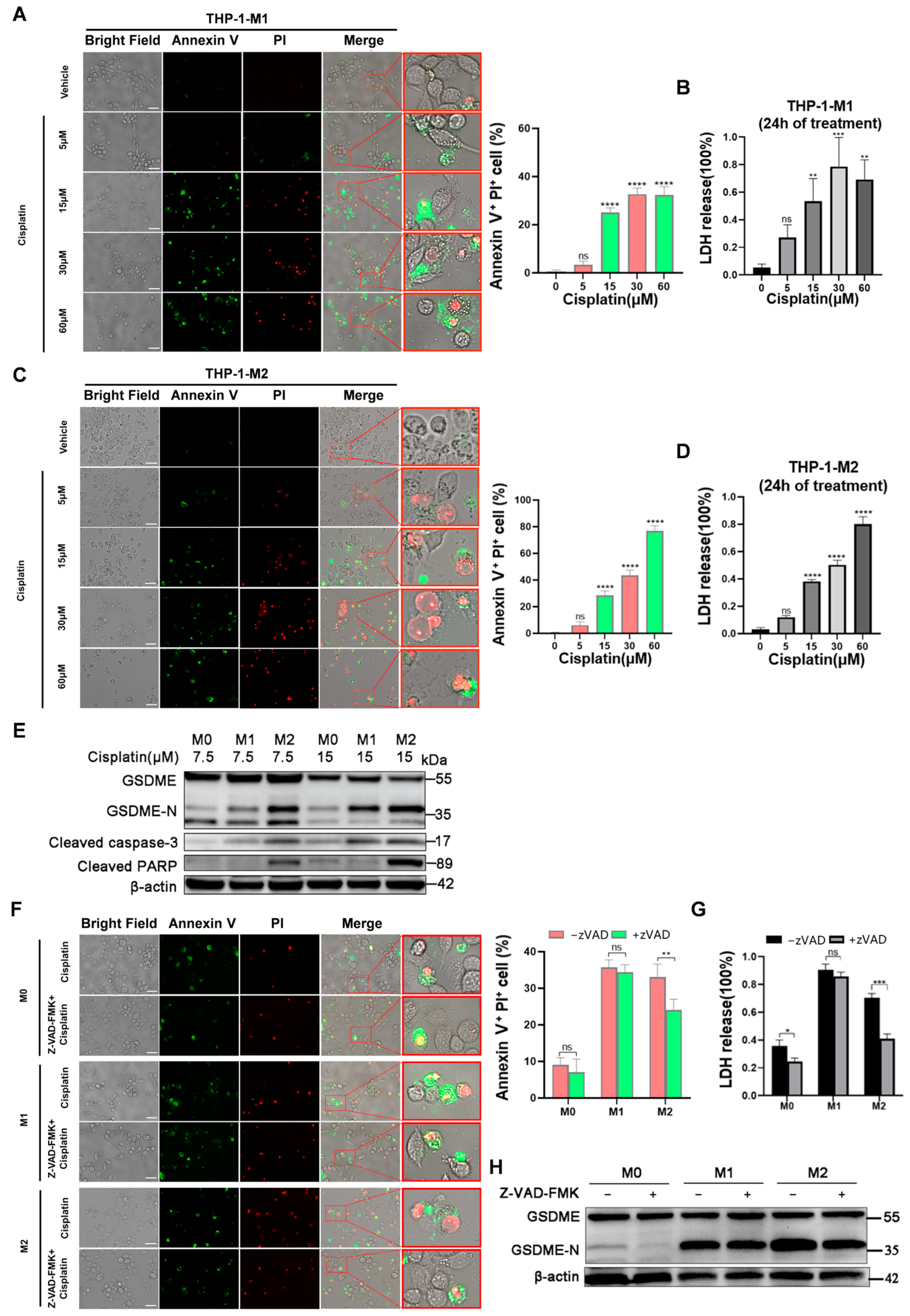 Metformin Inhibited GSDME to Suppress M2 Macrophage