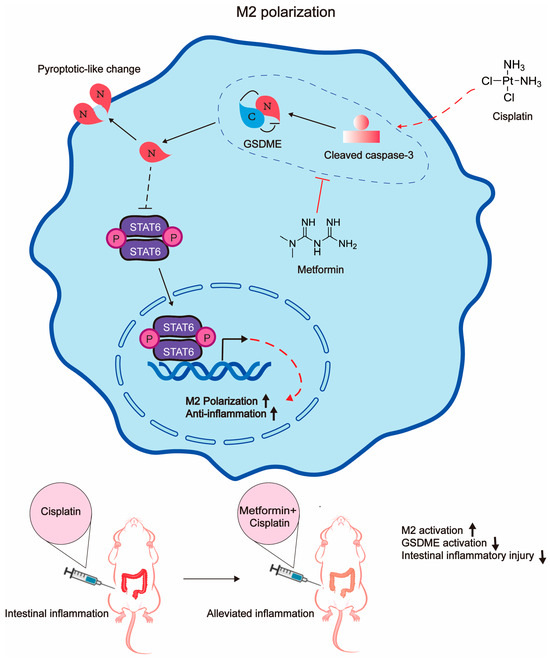 Metformin Inhibited GSDME to Suppress M2 Macrophage