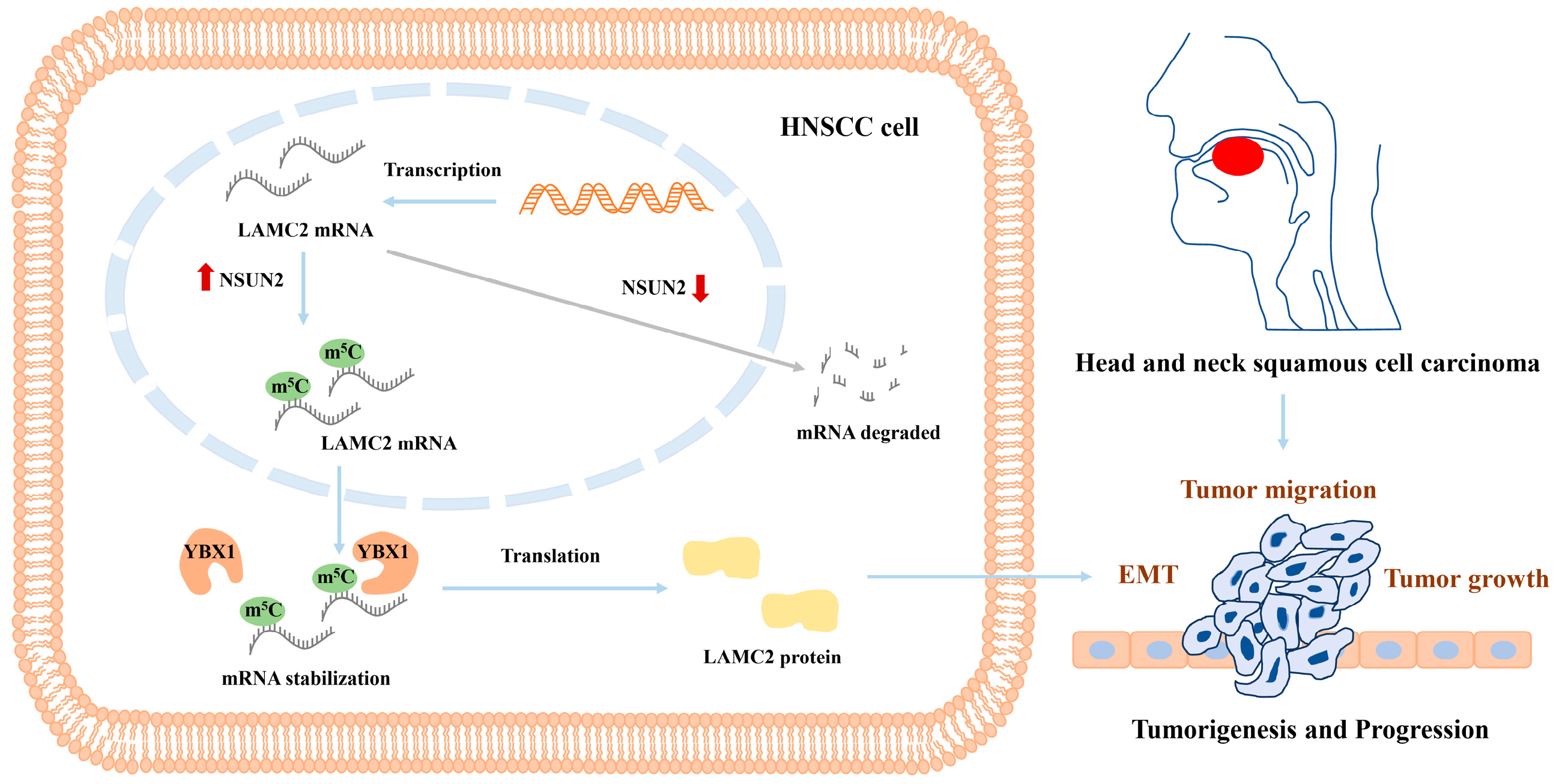 Biomedicines 12 02533 g008