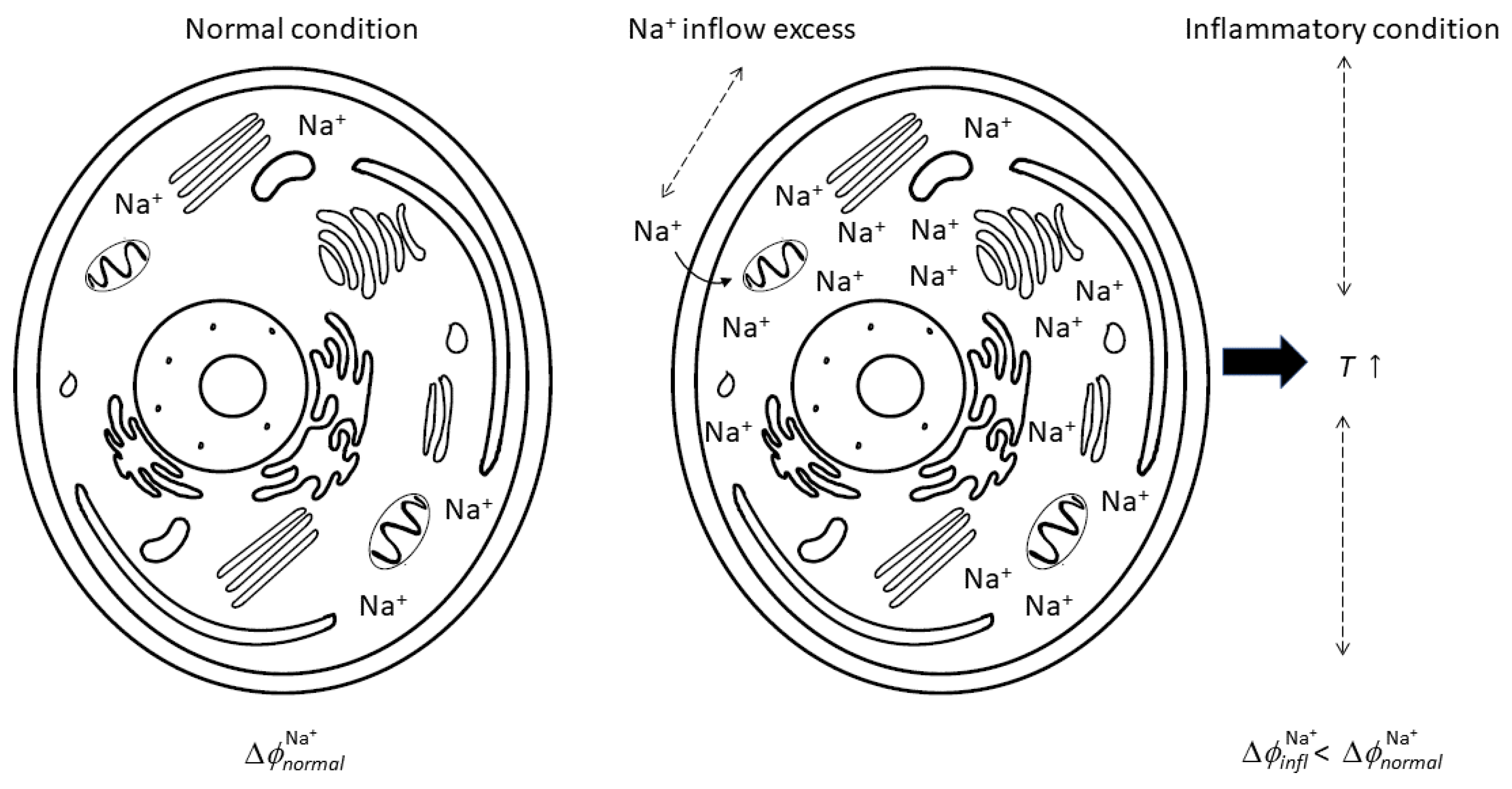 Biomedicines 12 02534 g001 Biomedicines 12 02534 g001