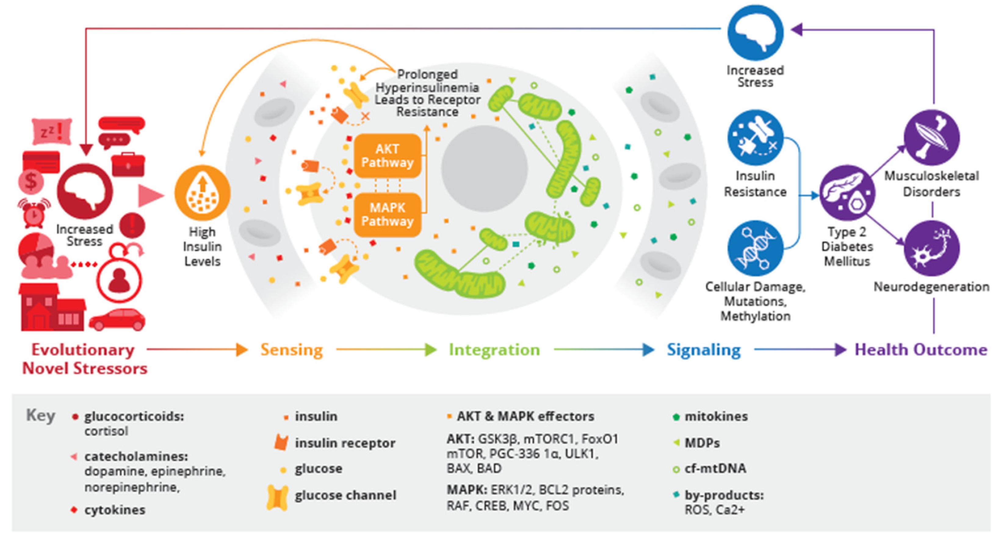 Biomedicines 12 02539 g002