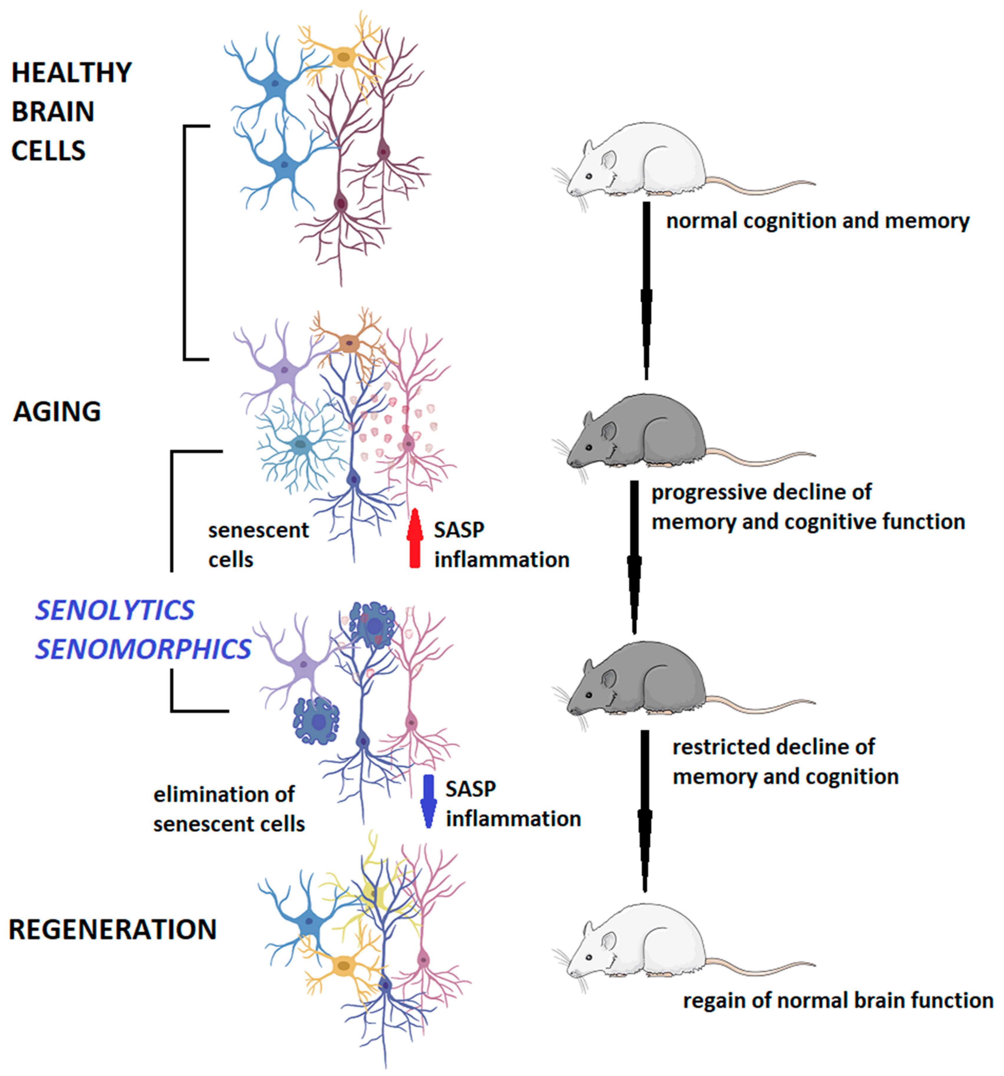 Biomedicines 12 02540 g002