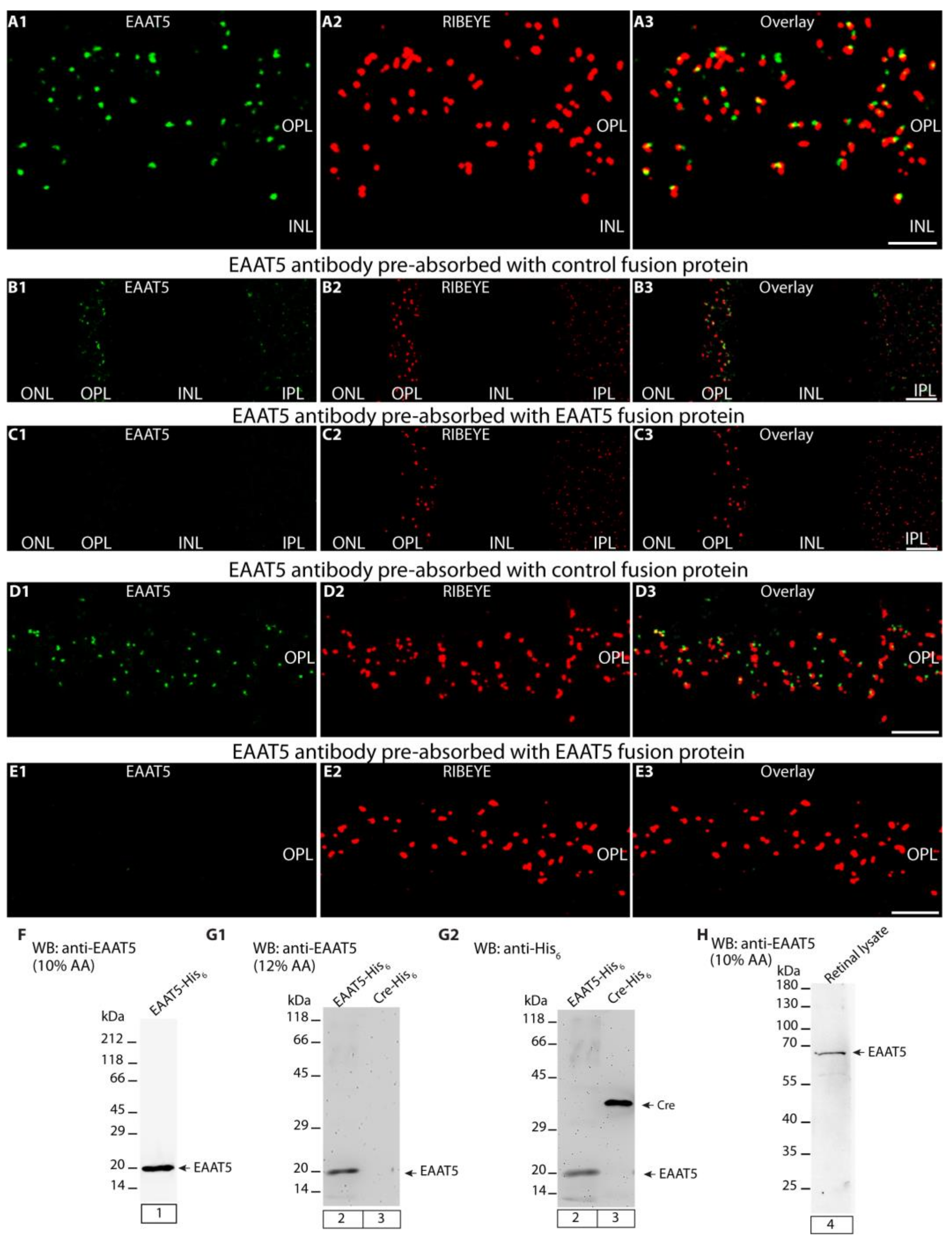 Biomedicines 12 02545 g001