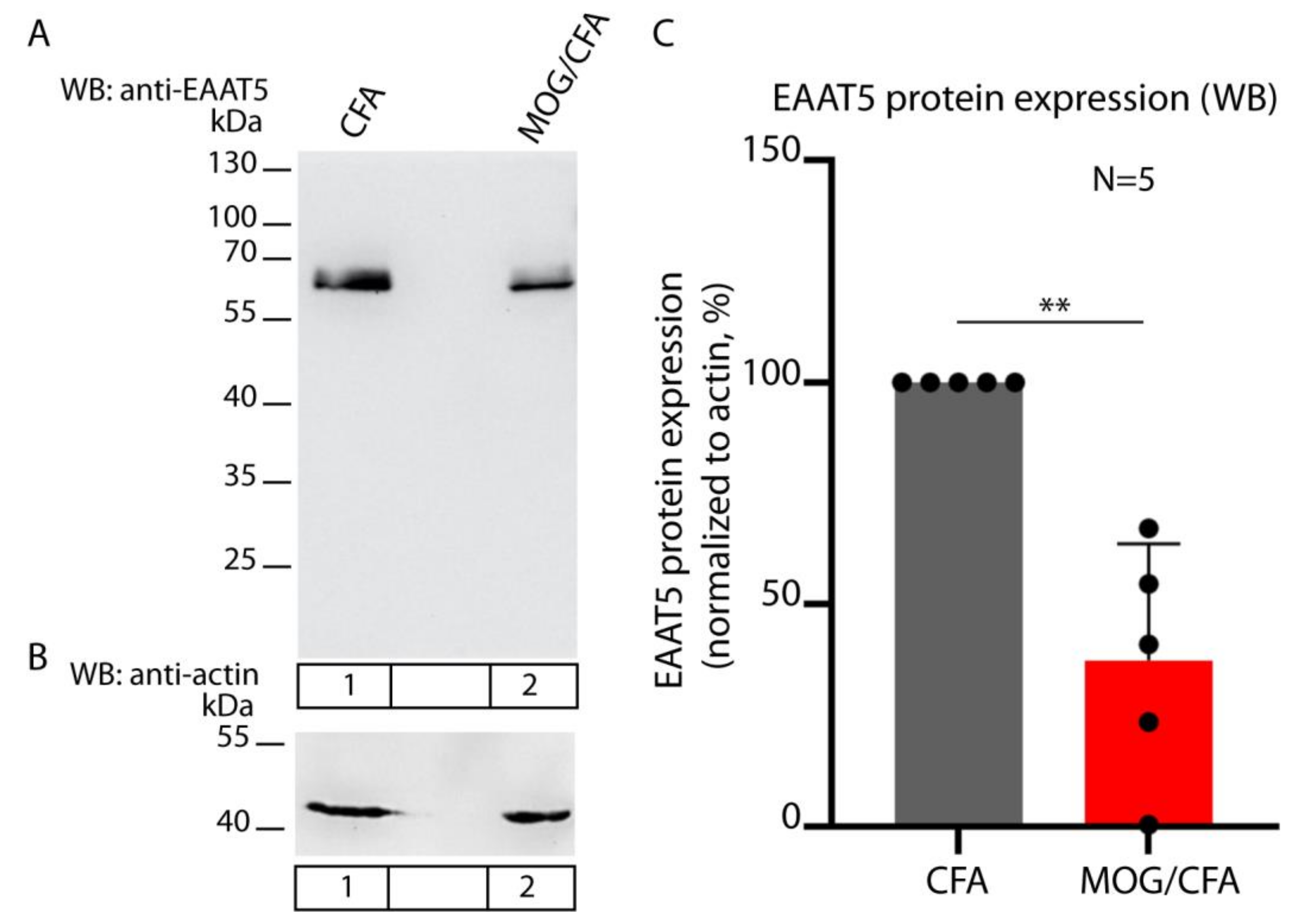 Biomedicines 12 02545 g003