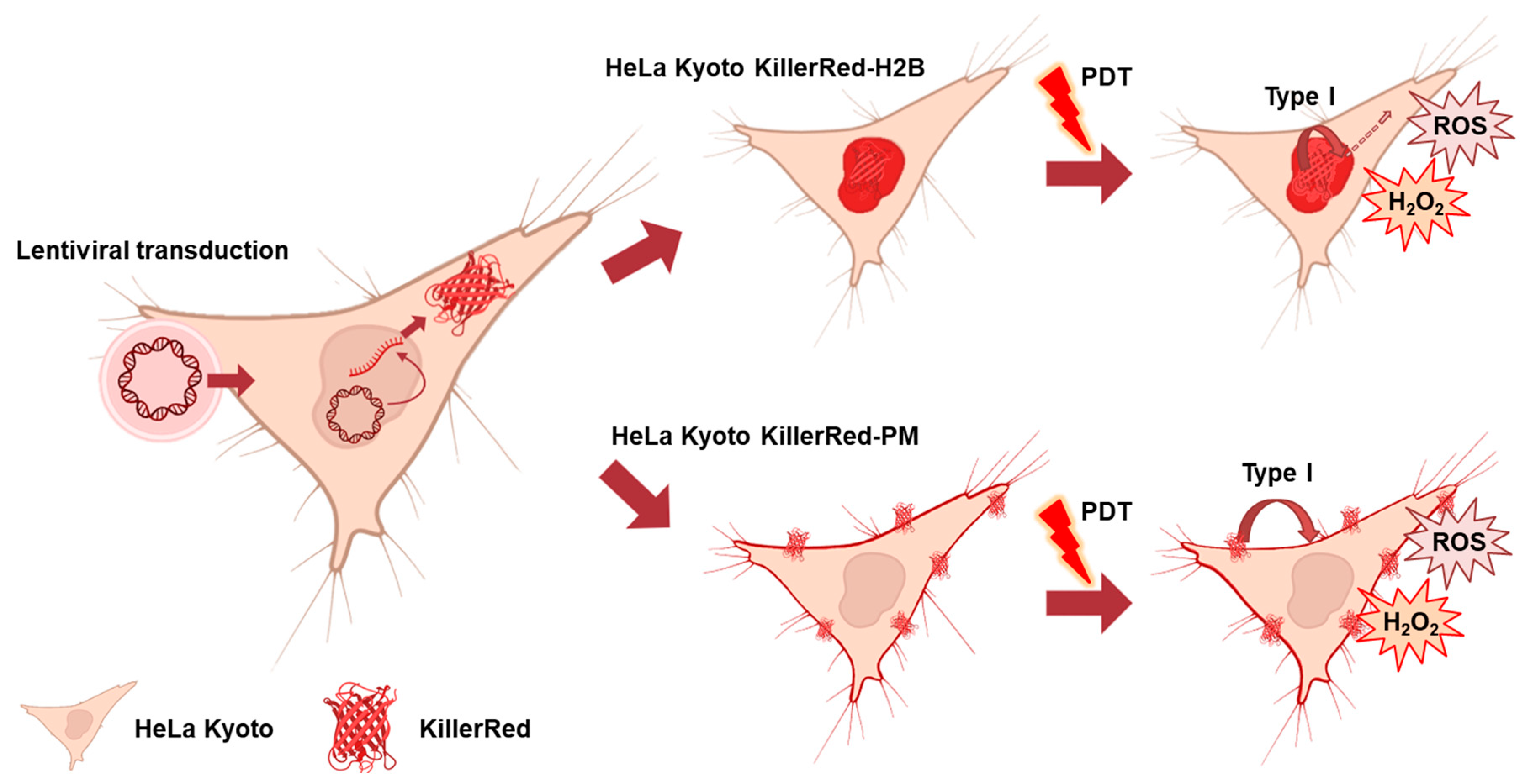 Biomedicines 12 02550 g001