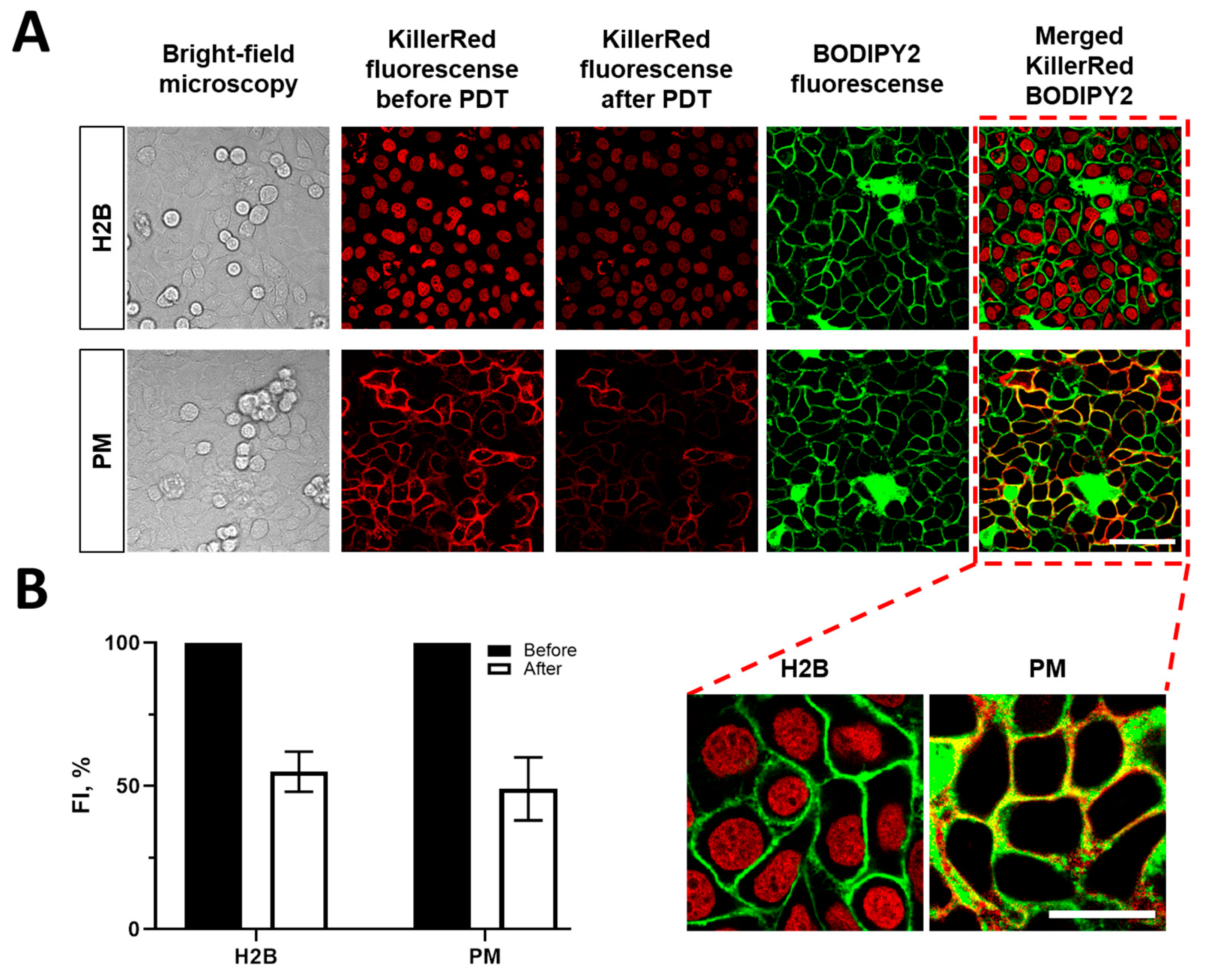 Biomedicines 12 02550 g003